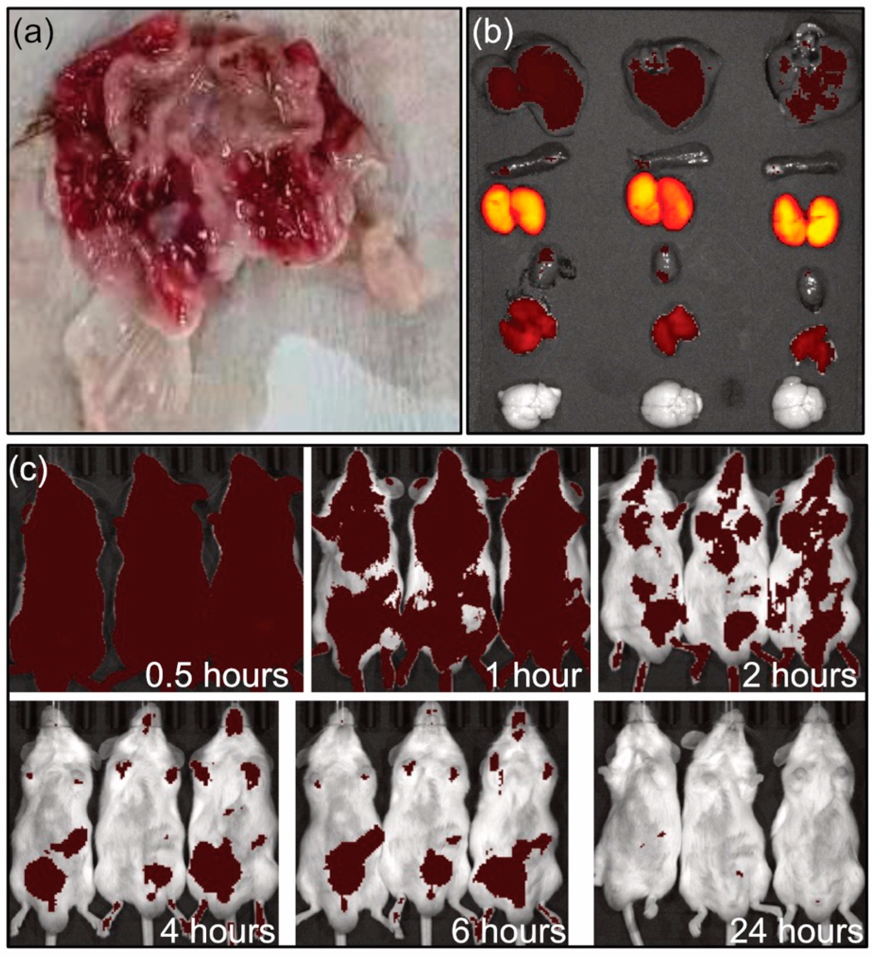 Pharmaceutics 17 00076 g005