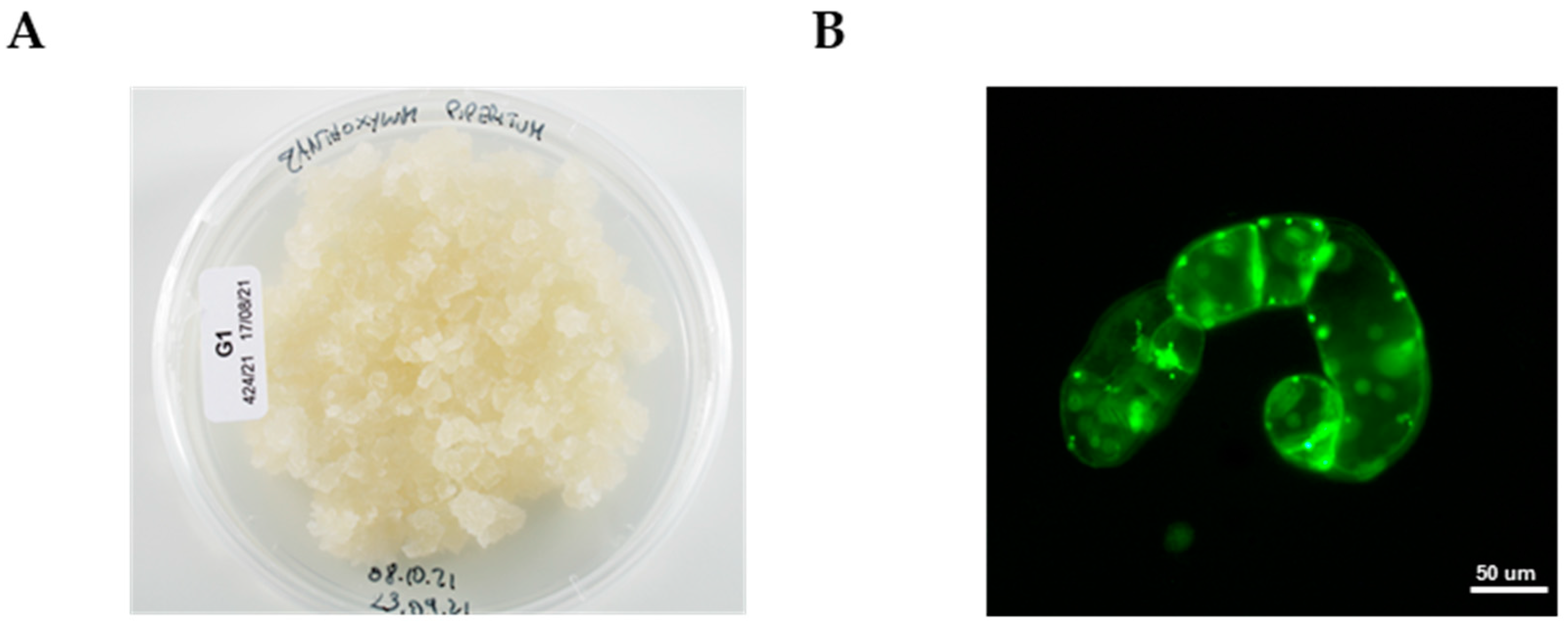 Pharmaceutics 17 00138 g001