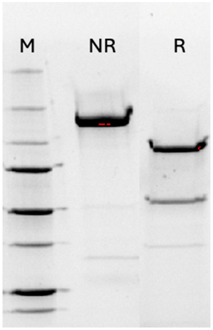 Pharmaceutics 17 00146 g001
