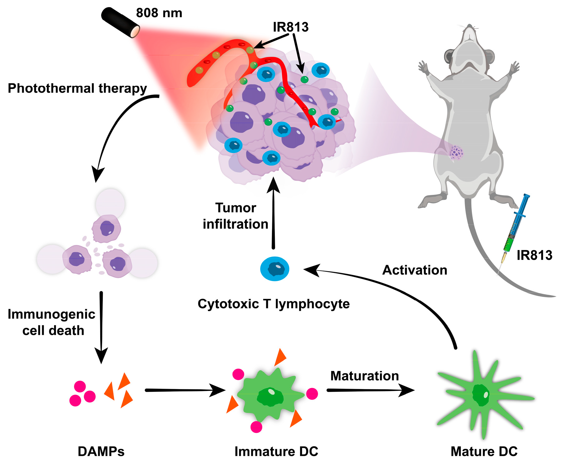 Pharmaceutics 17 00166 g001