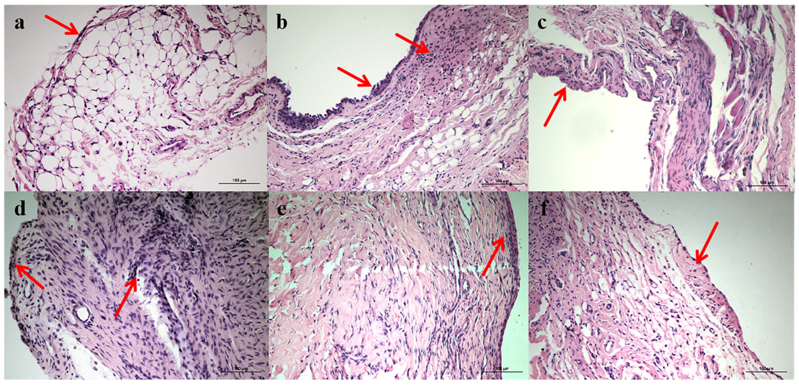 Pharmaceutics 17 00169 g006