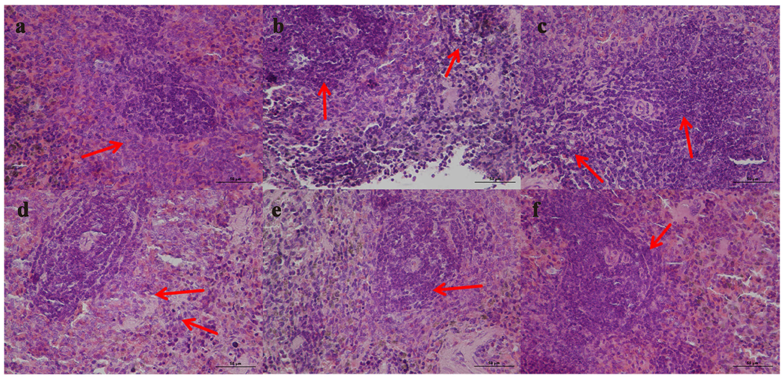 Pharmaceutics 17 00169 g007