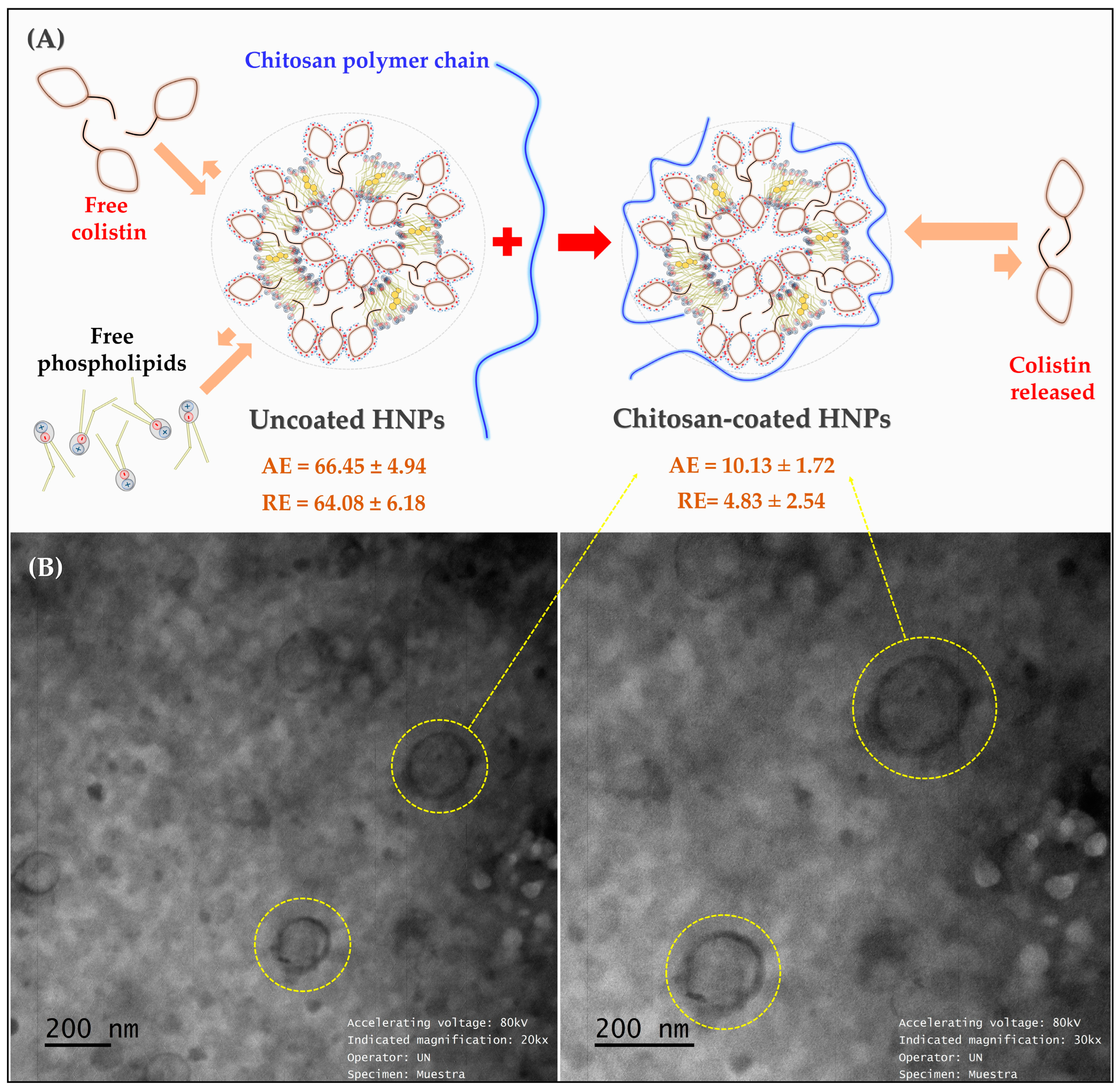 Pharmaceutics 17 00182 g005