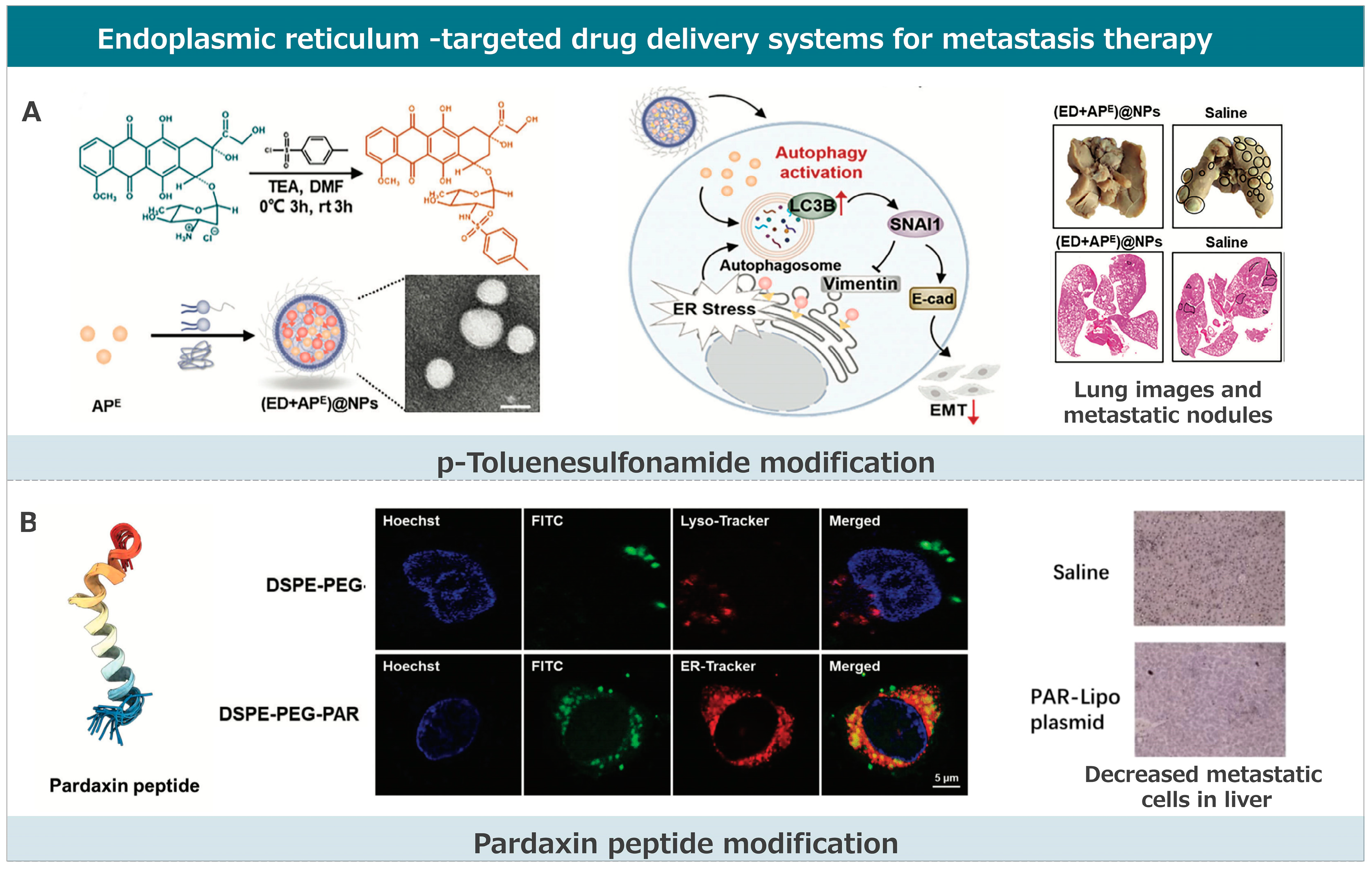 Pharmaceutics 17 00198 g004