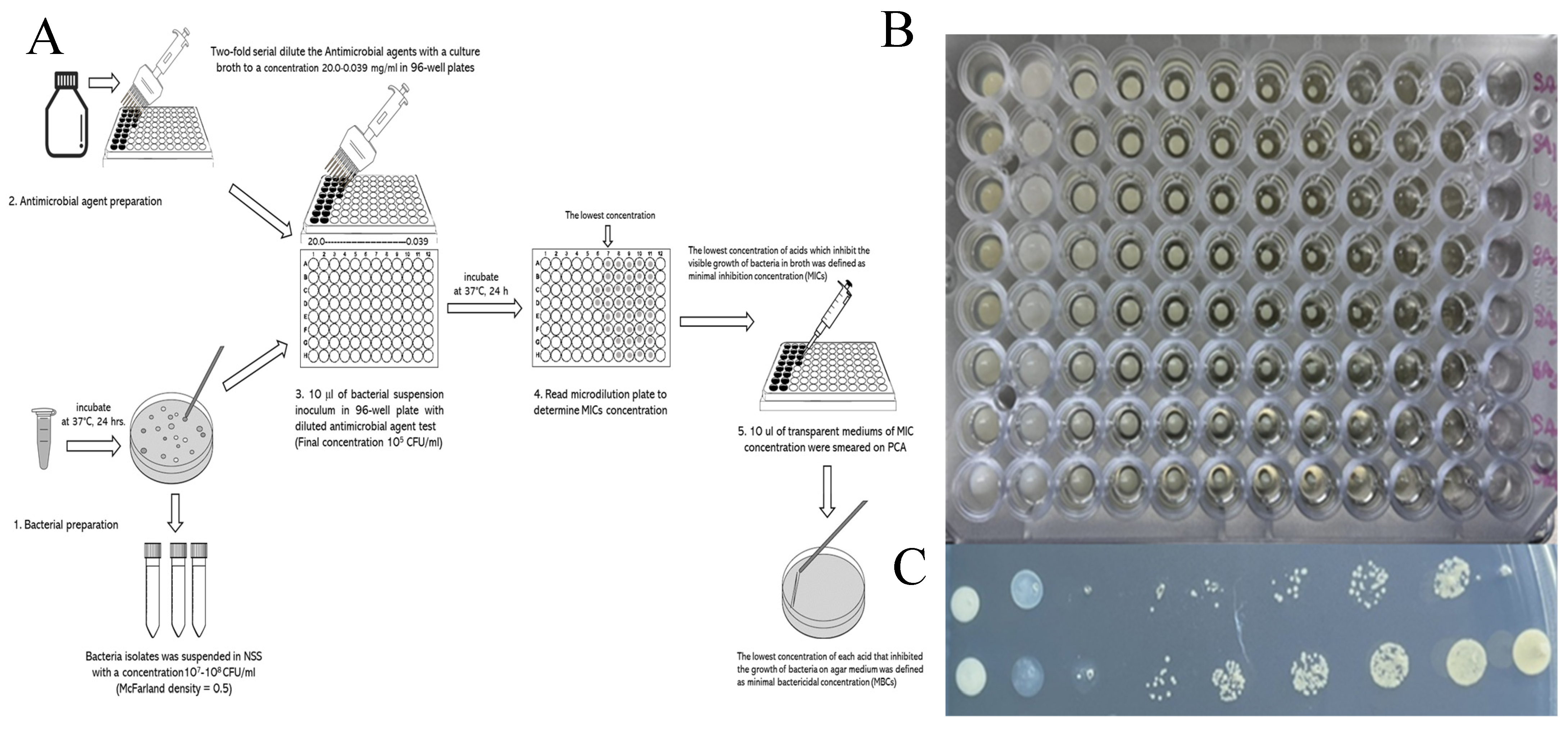 Pharmaceutics 17 00209 g001