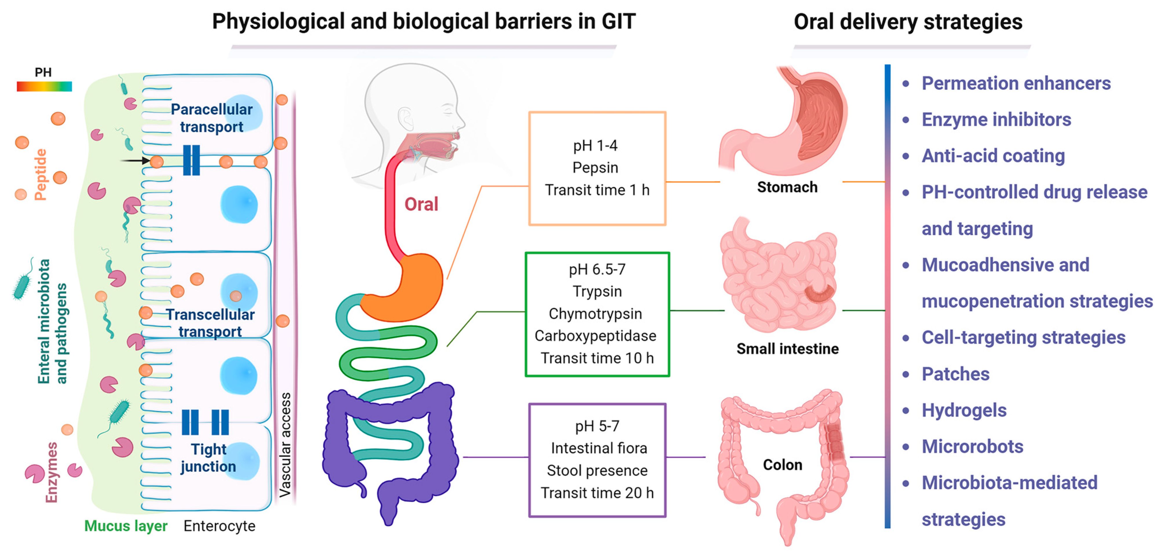 Pharmaceutics 17 00238 g001