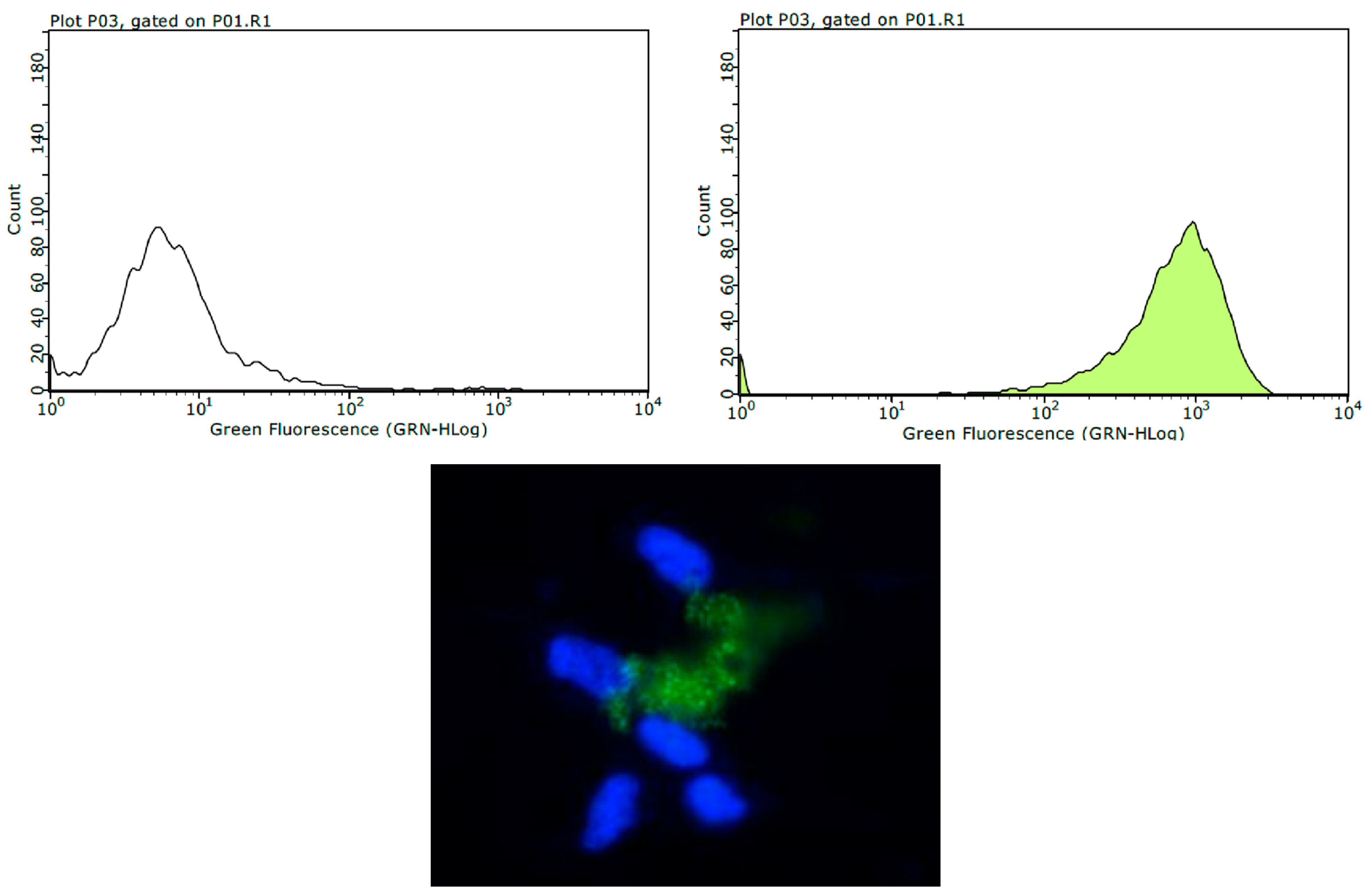 Pharmaceutics 17 00239 g010