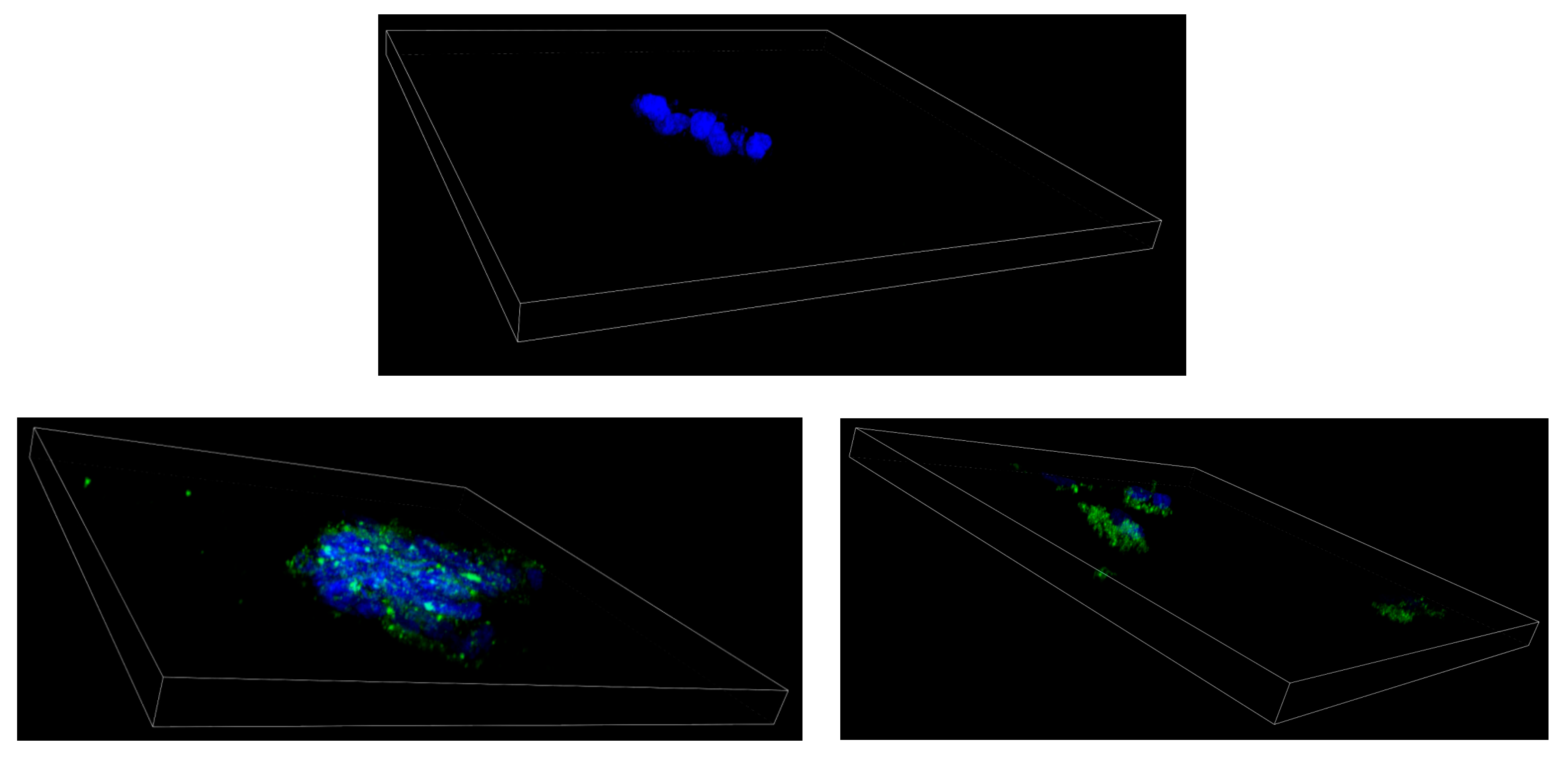 Pharmaceutics 17 00239 g014