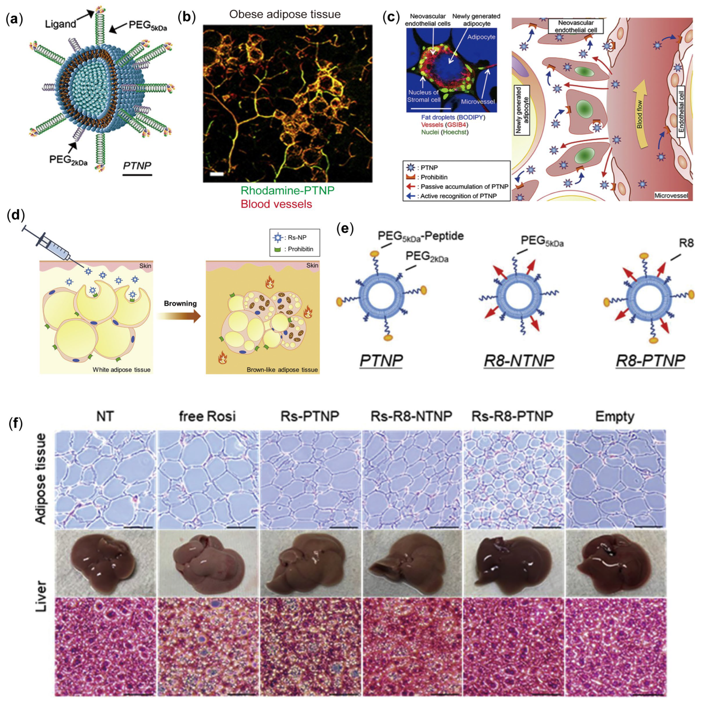 Pharmaceutics 17 00248 g005