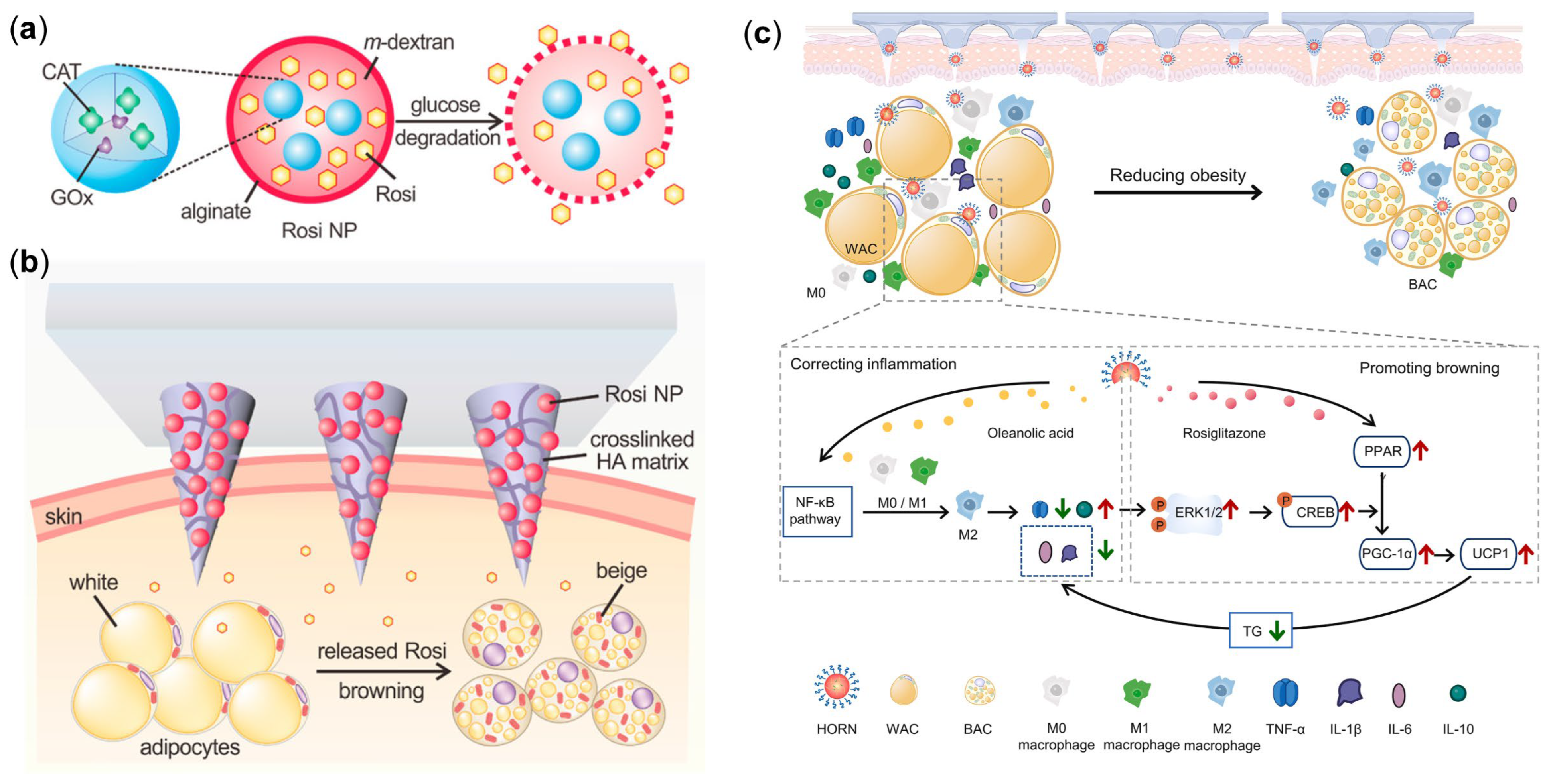 Pharmaceutics 17 00248 g006