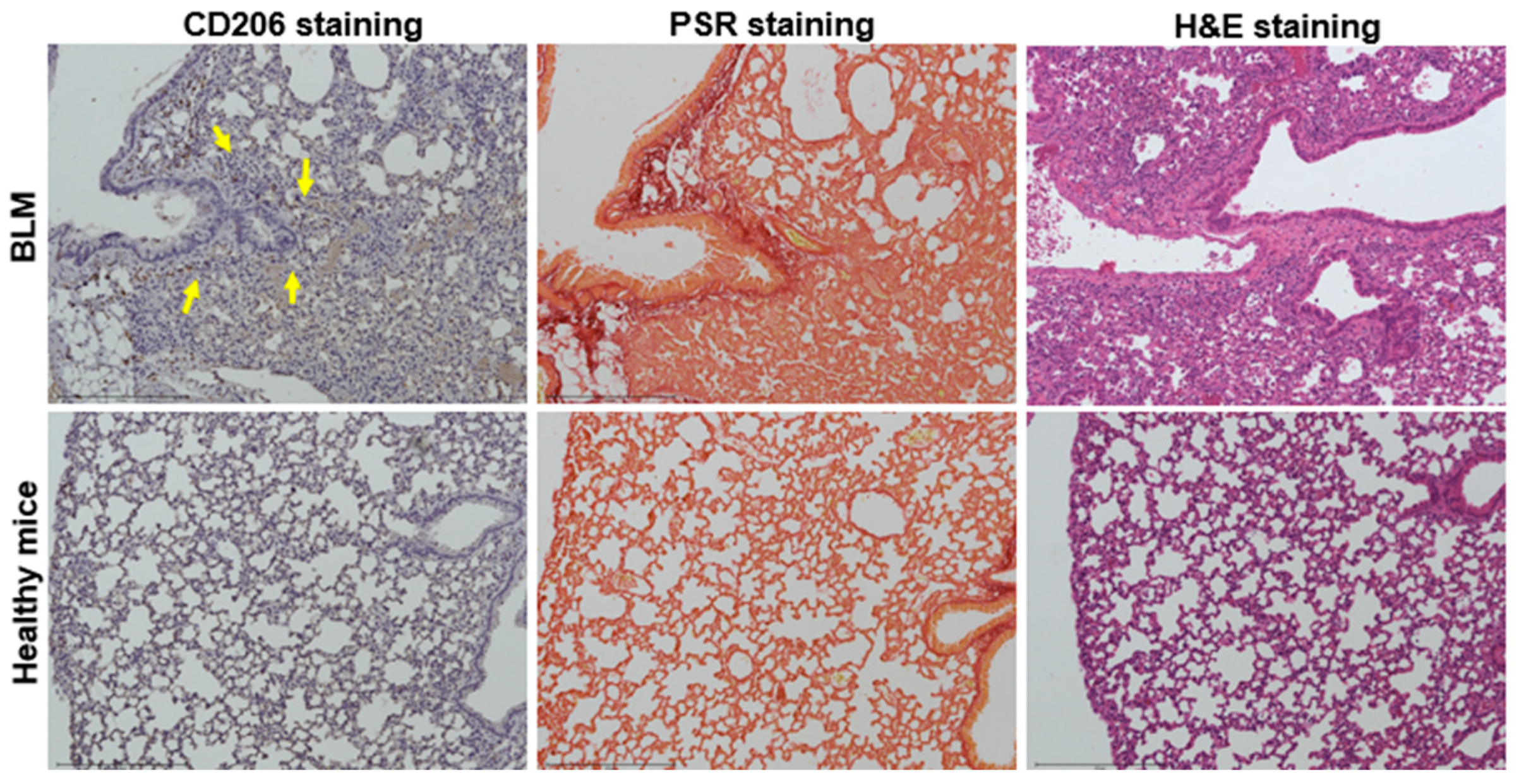 Pharmaceutics 17 00253 g005