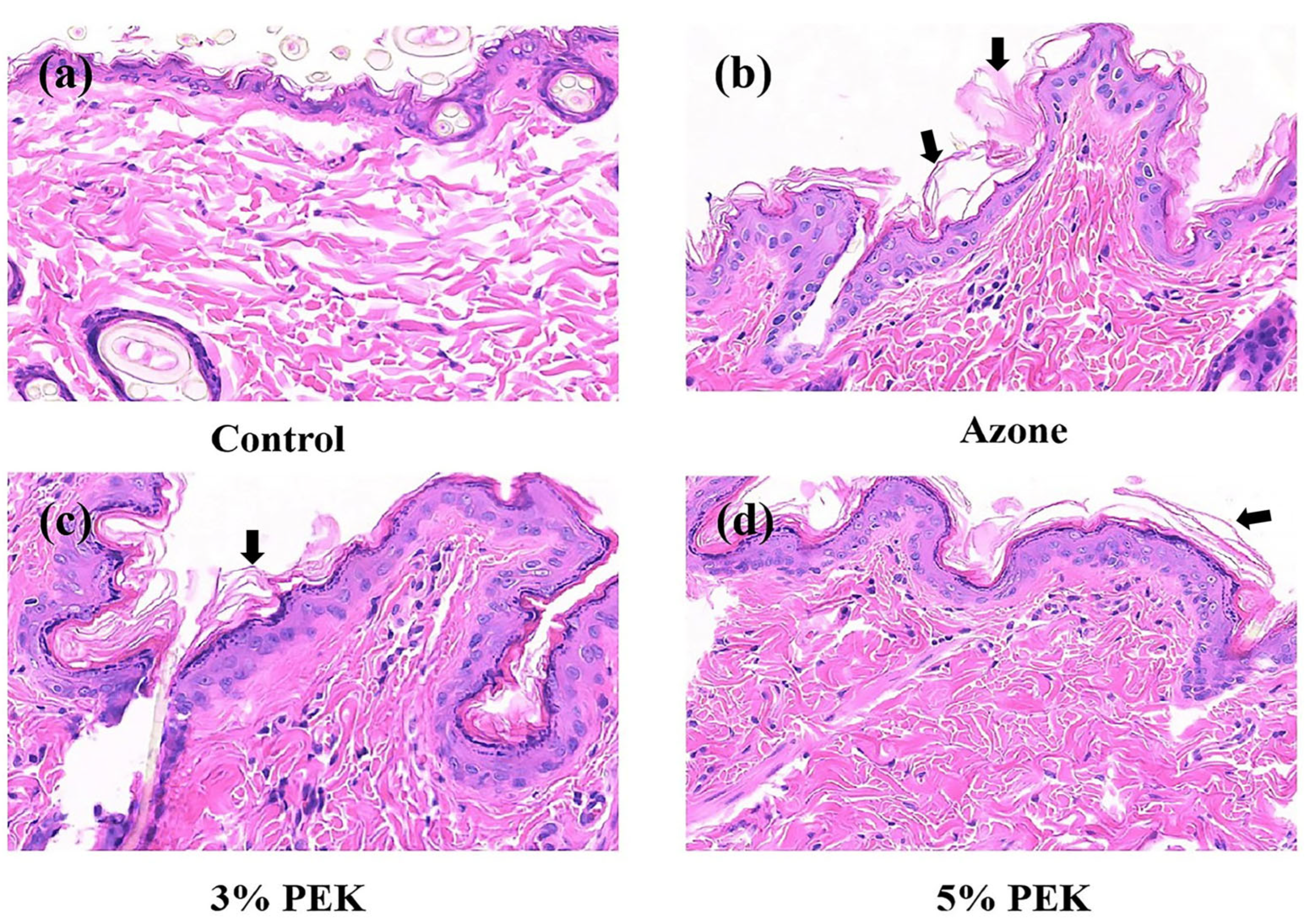 Pharmaceutics 17 00254 g005