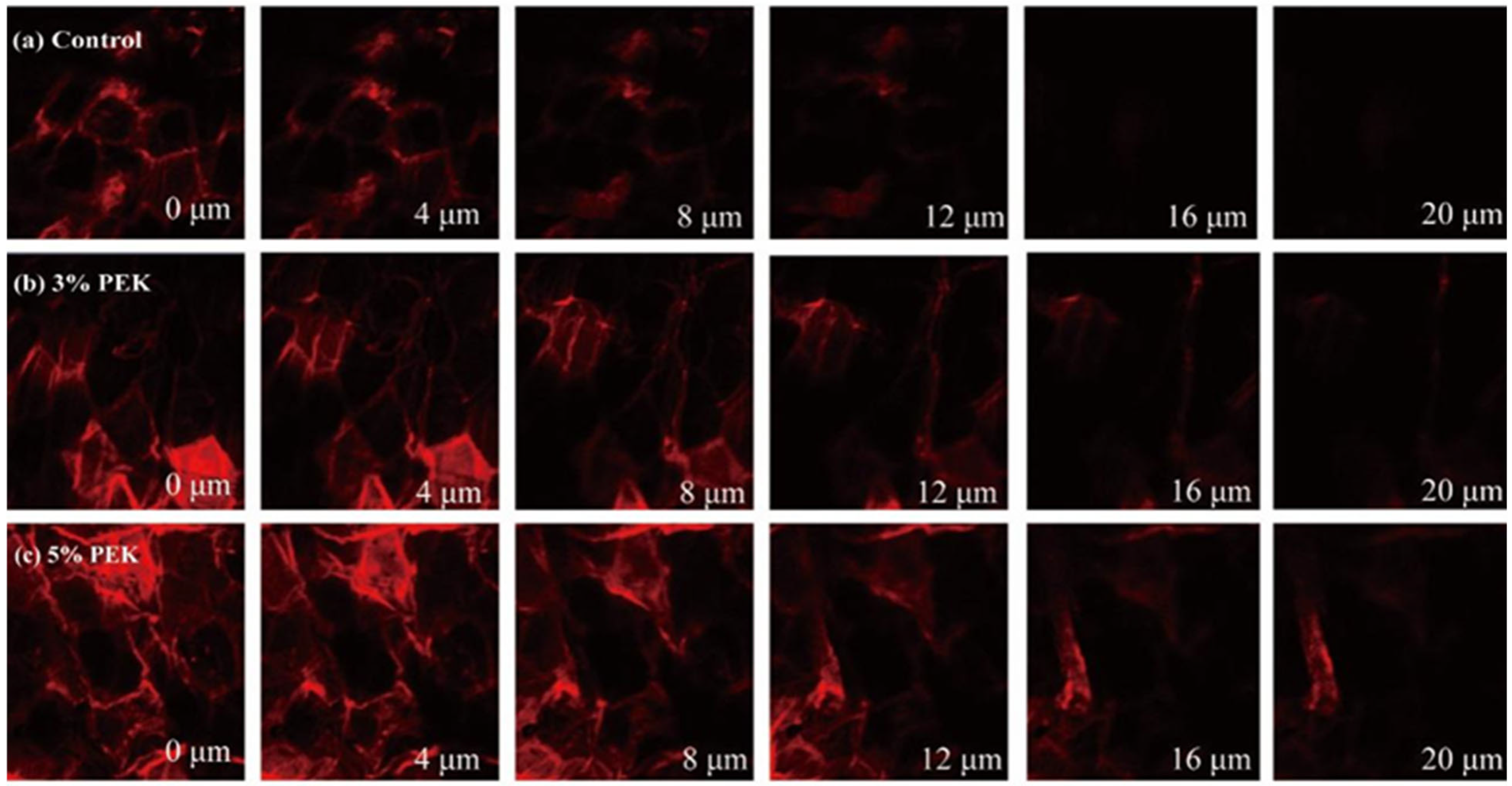 Pharmaceutics 17 00254 g013