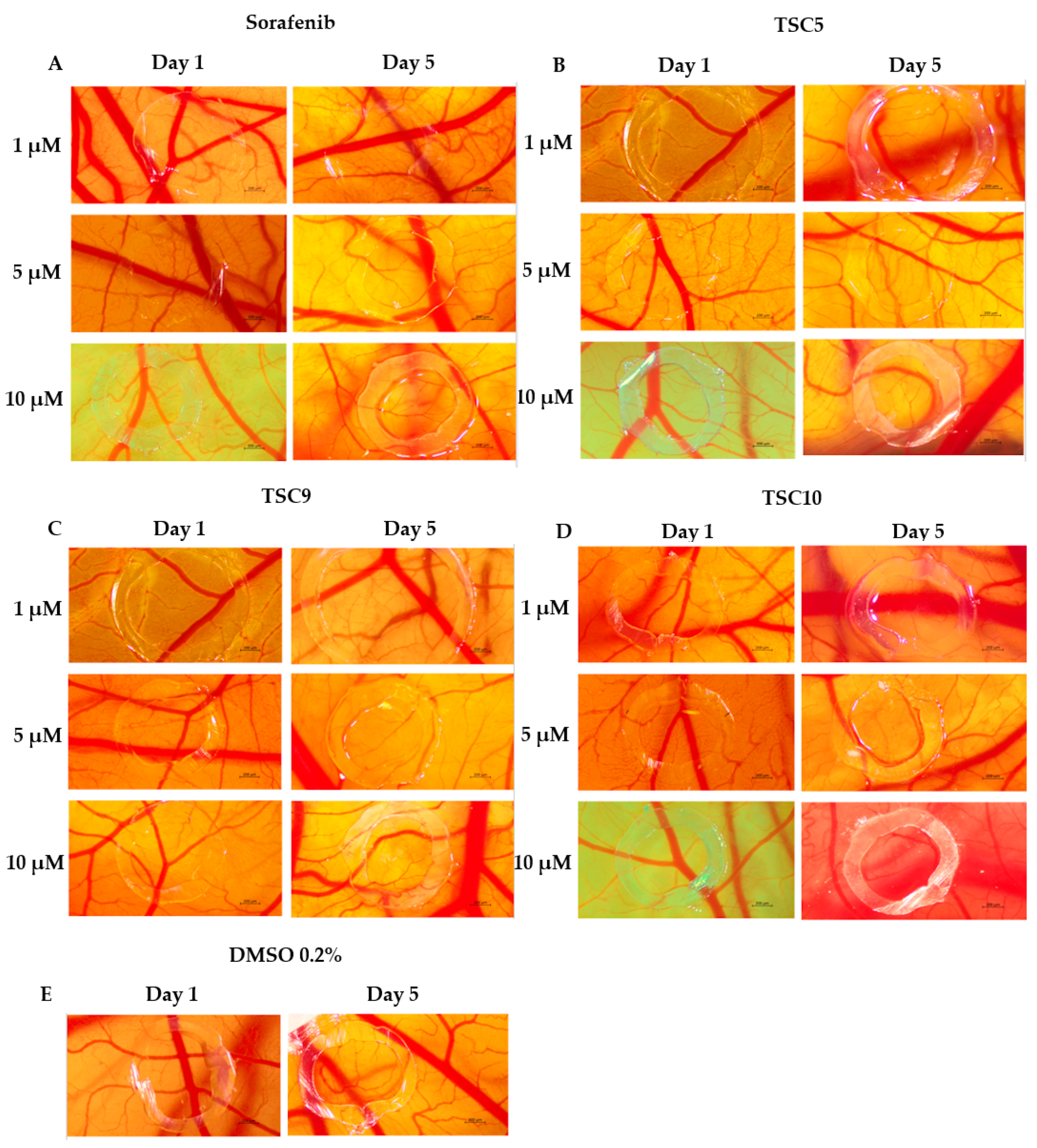 Pharmaceutics 17 00260 g004