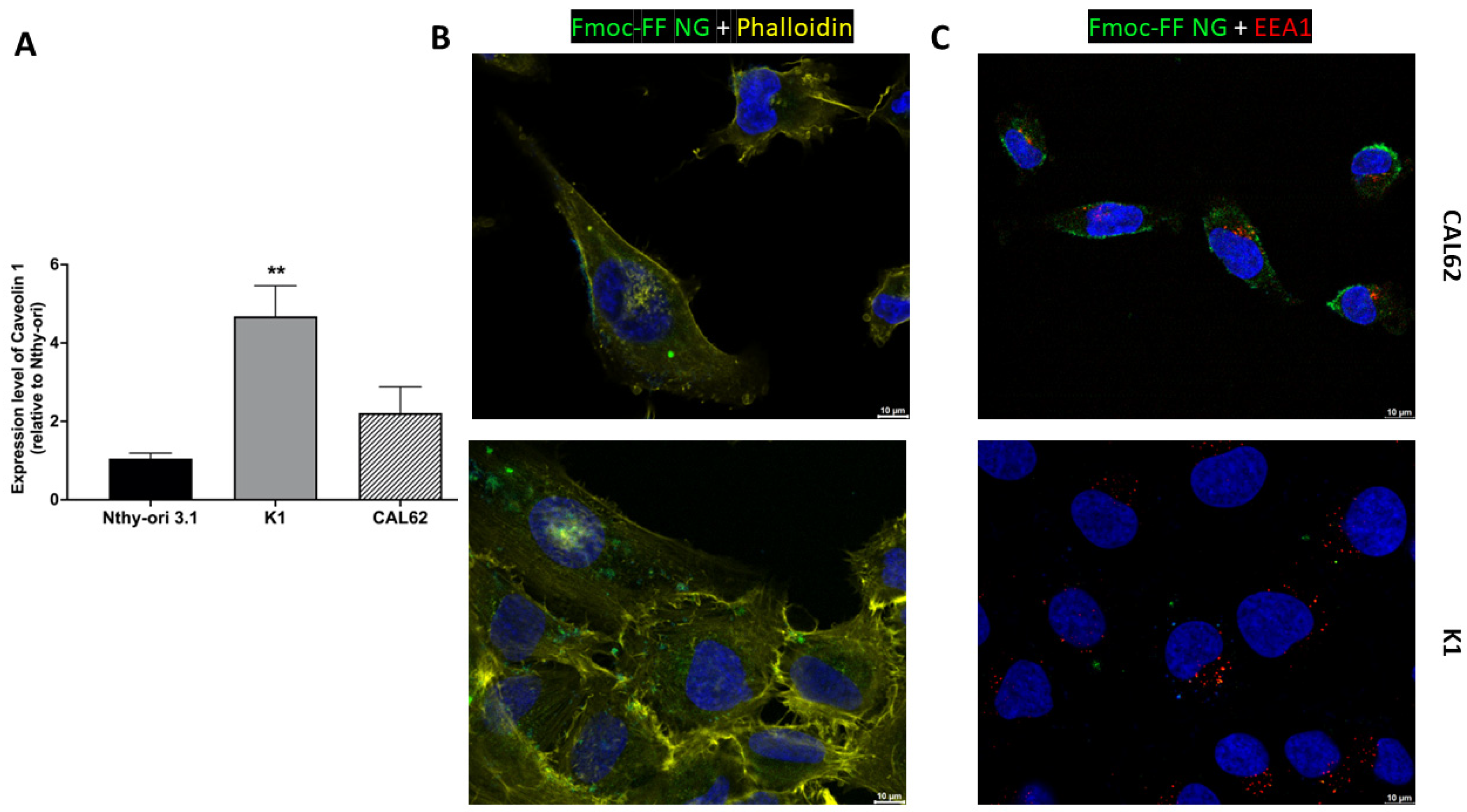 Pharmaceutics 17 00263 g004
