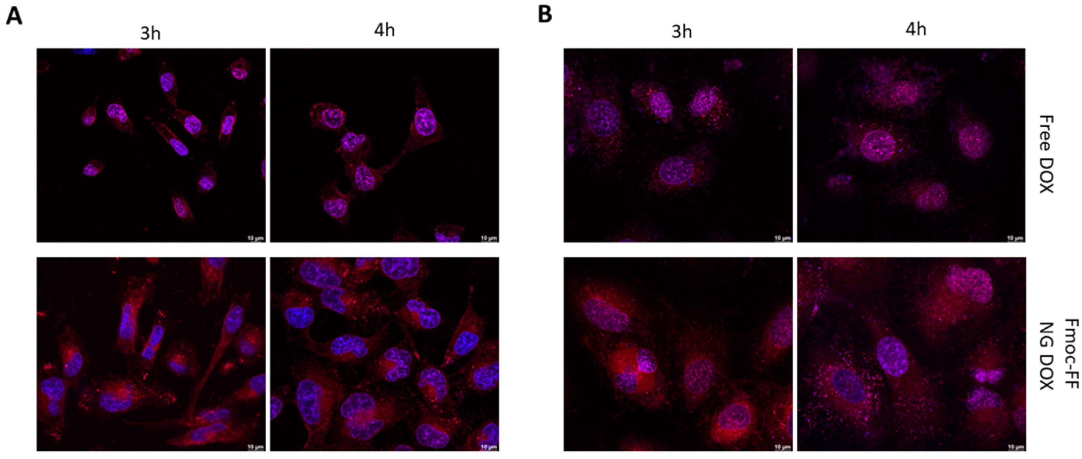 Pharmaceutics 17 00263 g005