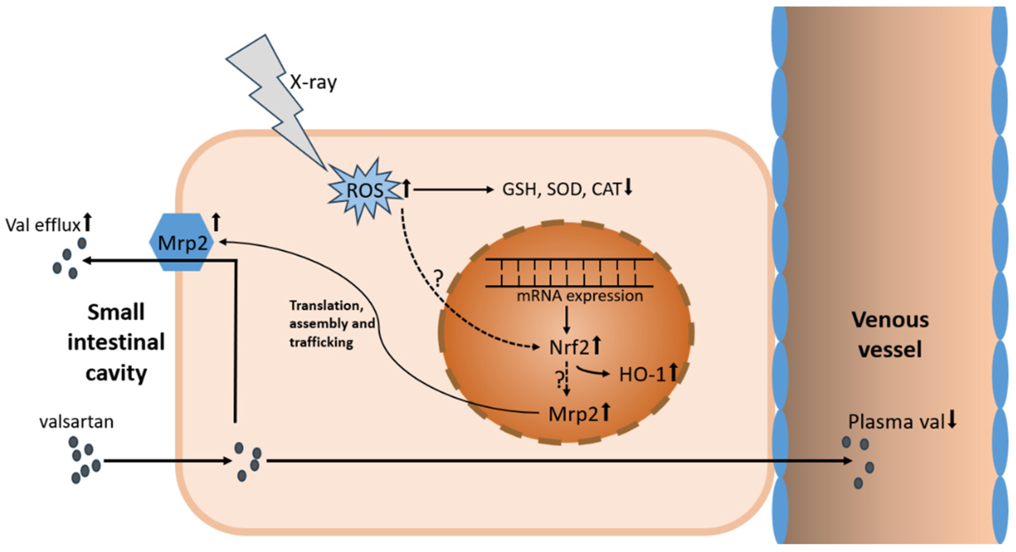 Pharmaceutics 17 00268 g008