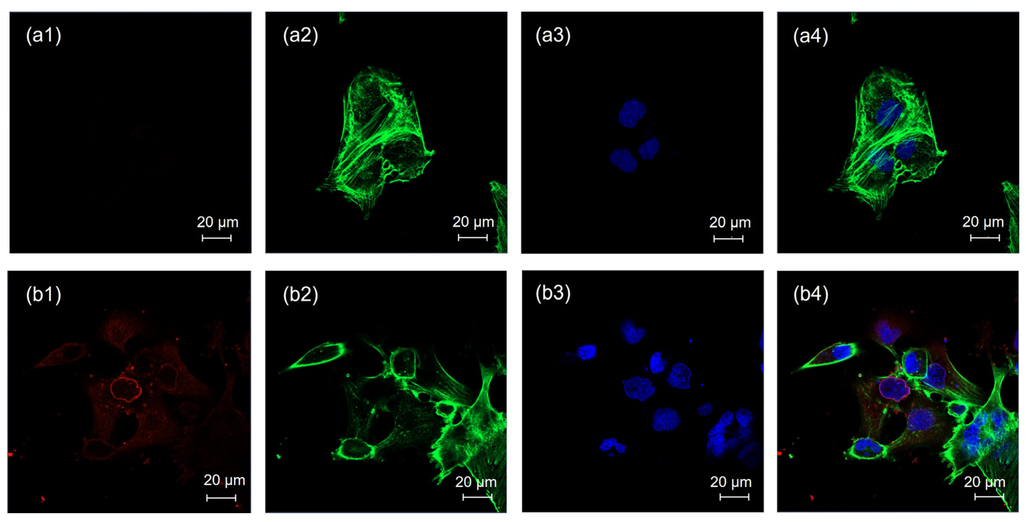 Pharmaceutics 17 00269 g004