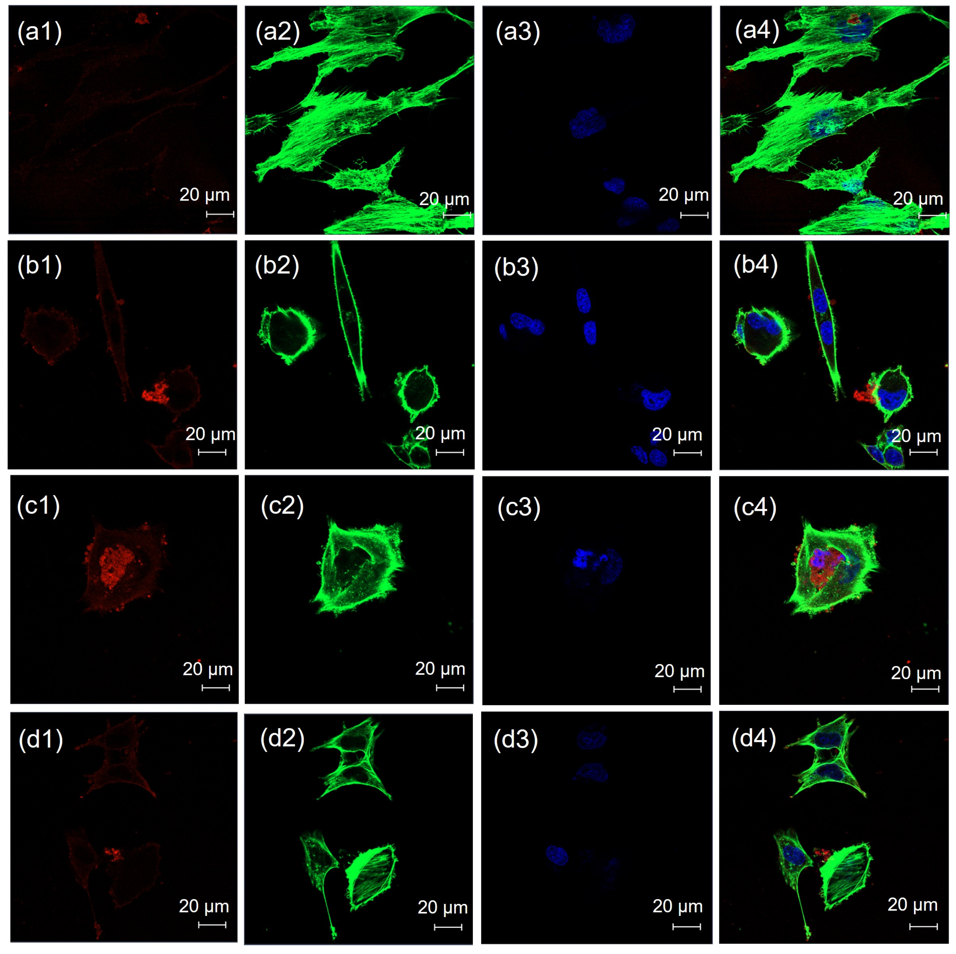 Pharmaceutics 17 00269 g005