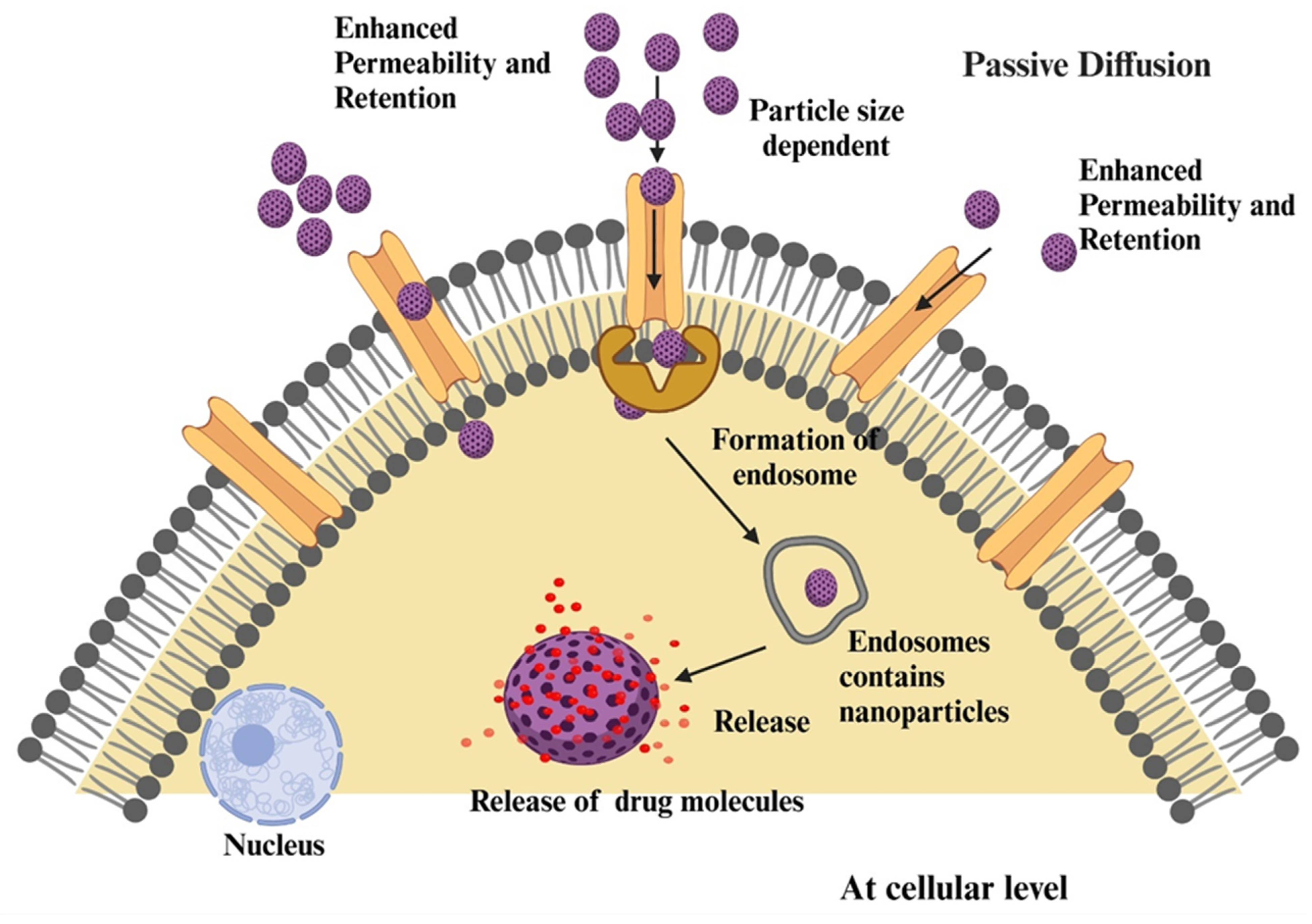 Pharmaceutics 17 00296 g001