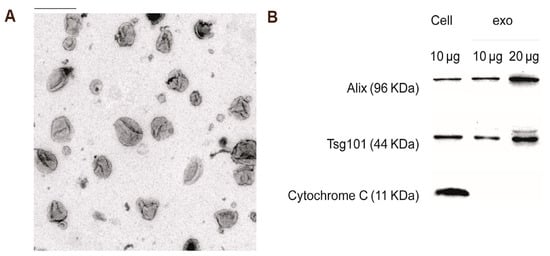 Pharmaceutics 17 00326 g001
