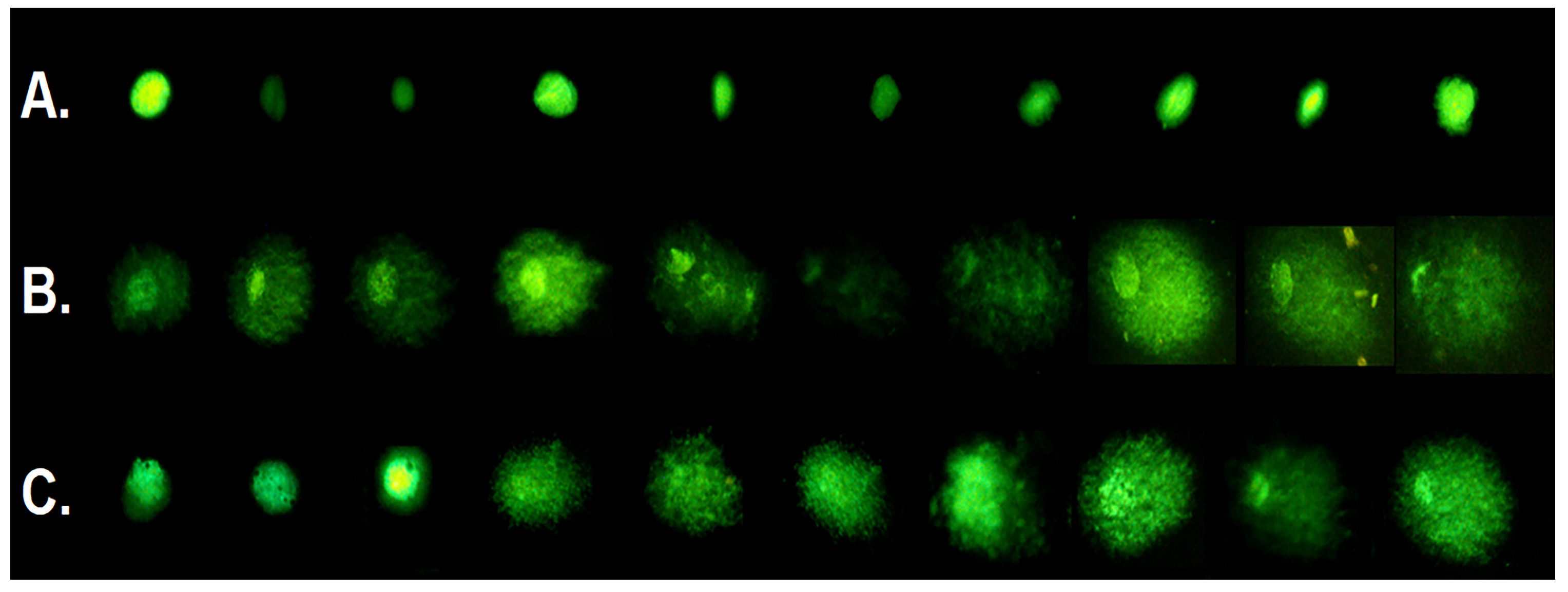 Pharmaceutics 17 00331 g011 Pharmaceutics 17 00331 g011
