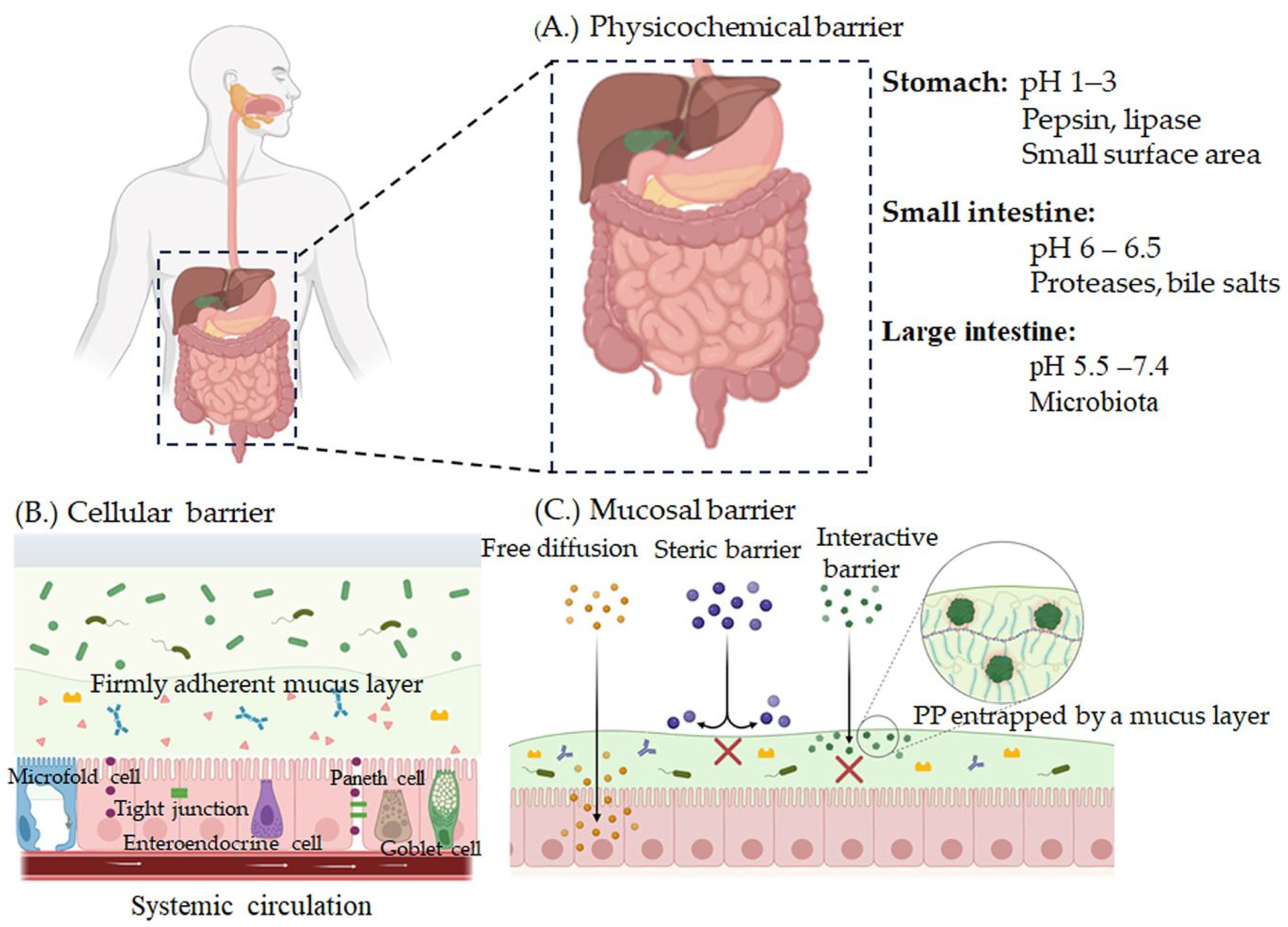 Pharmaceutics 17 00397 g001