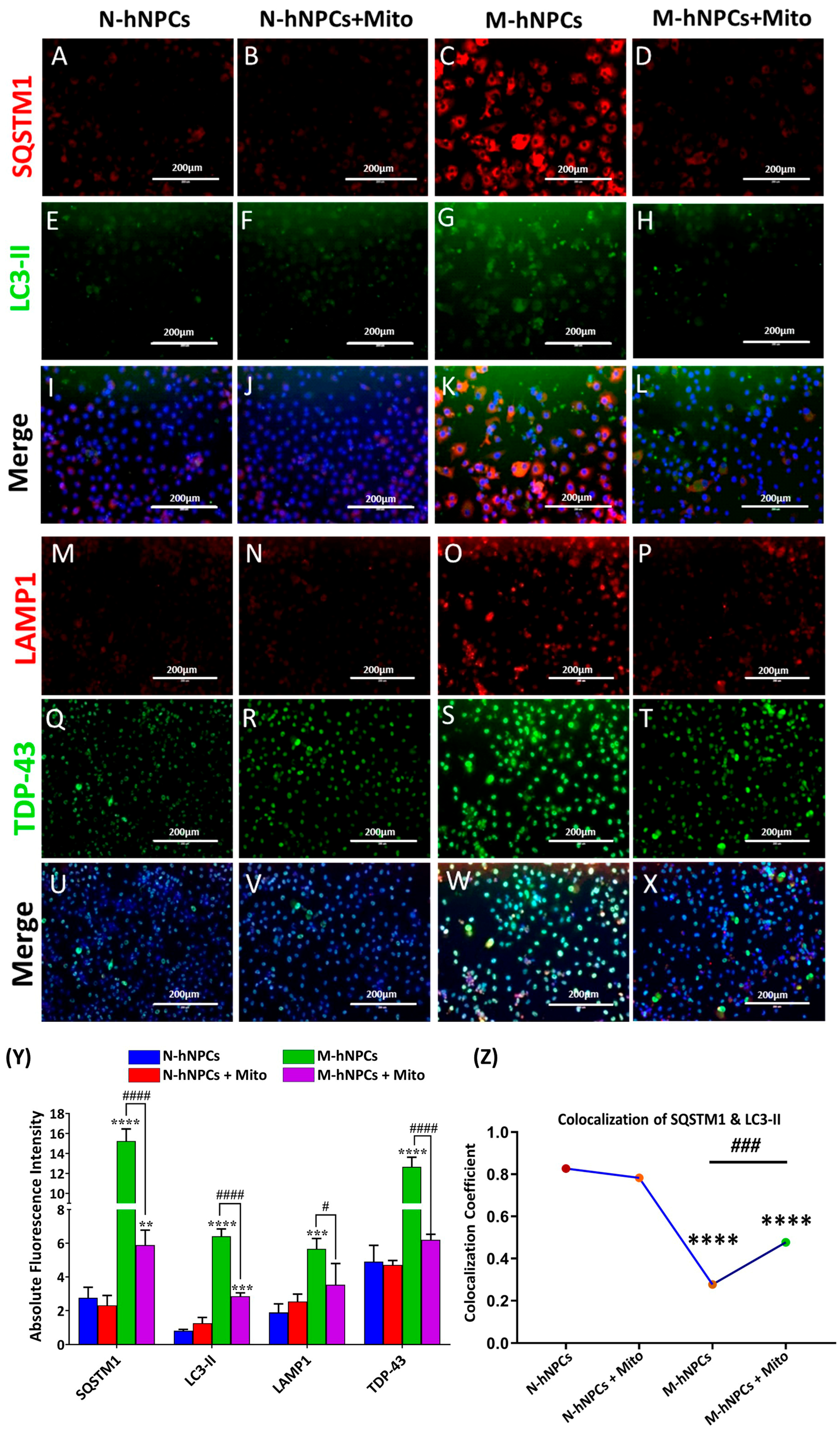 Pharmaceutics 17 00410 g005