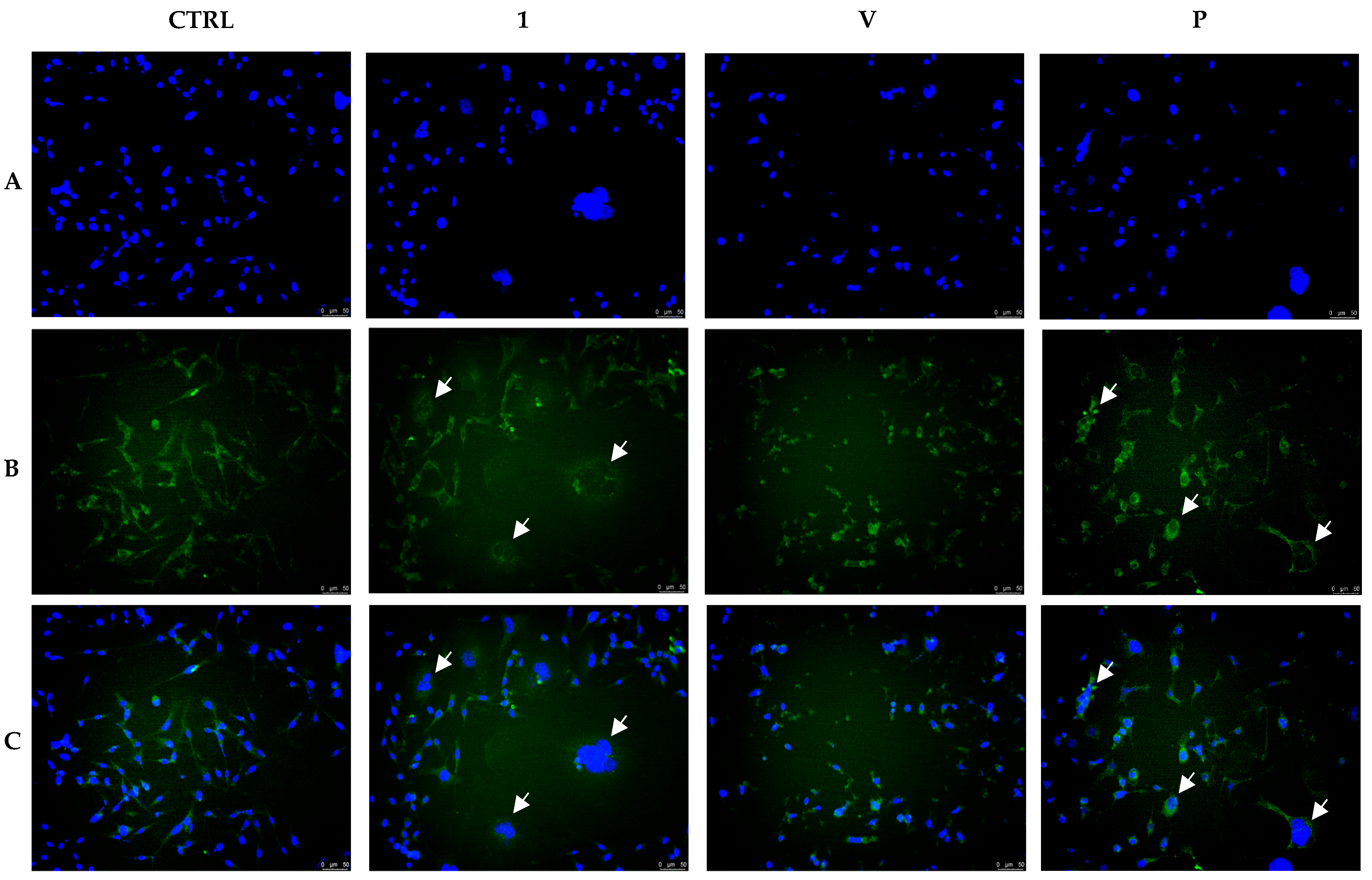 Pharmaceutics 17 00415 g007