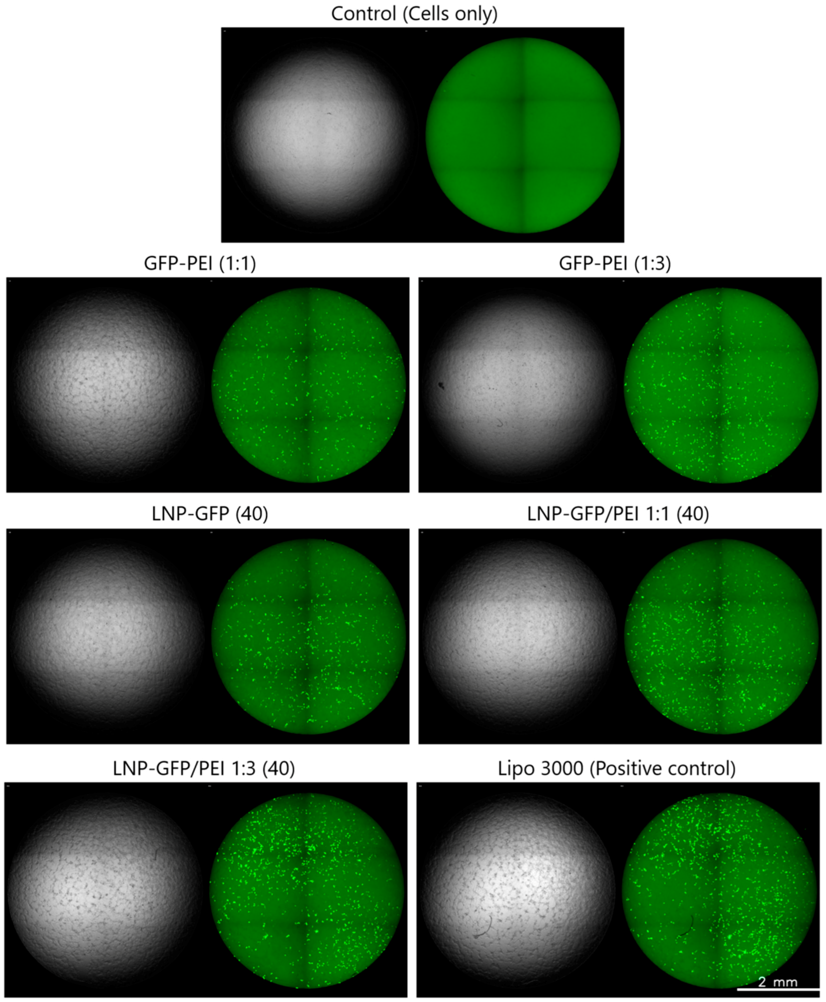 Pharmaceutics 17 00454 g007