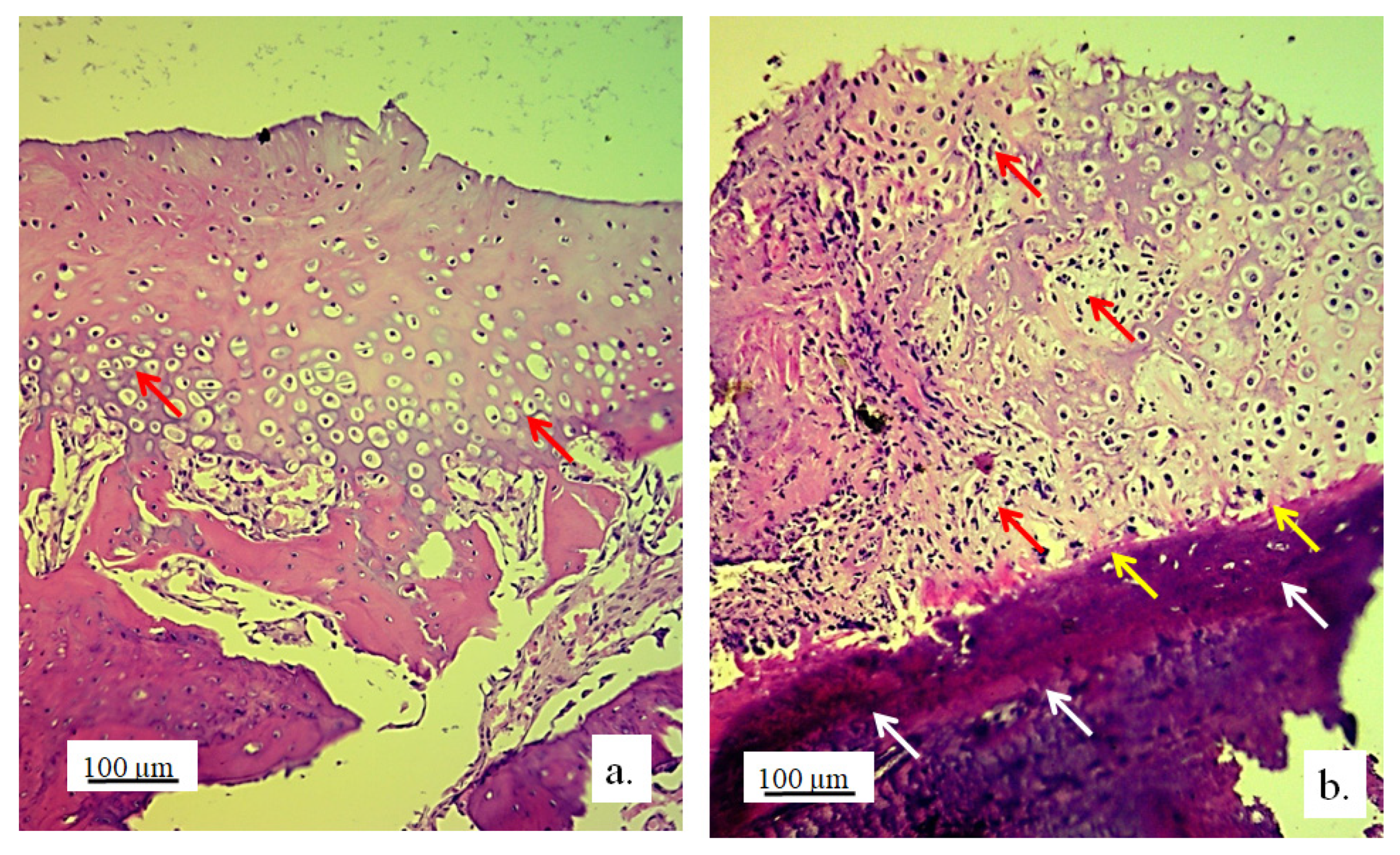 Pharmaceutics 17 00489 g008