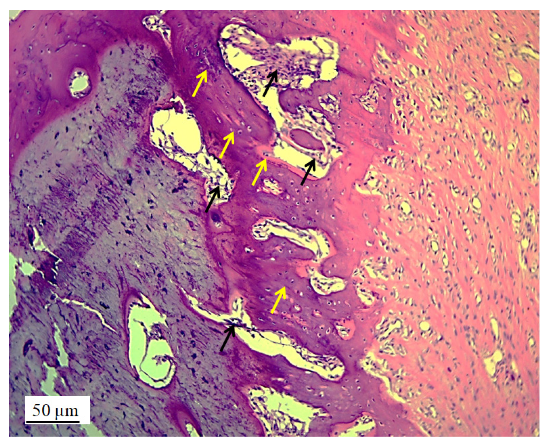 Pharmaceutics 17 00489 g012