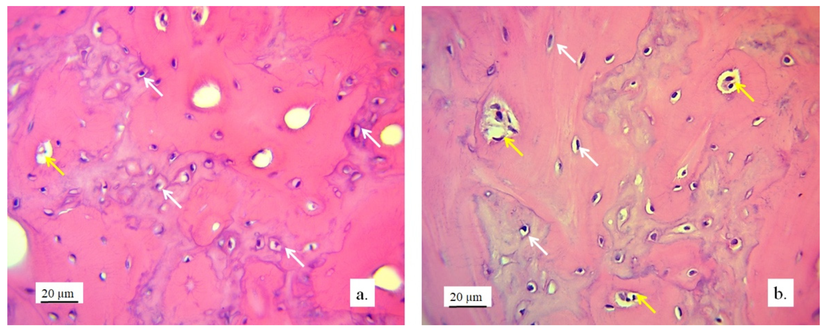 Pharmaceutics 17 00489 g013