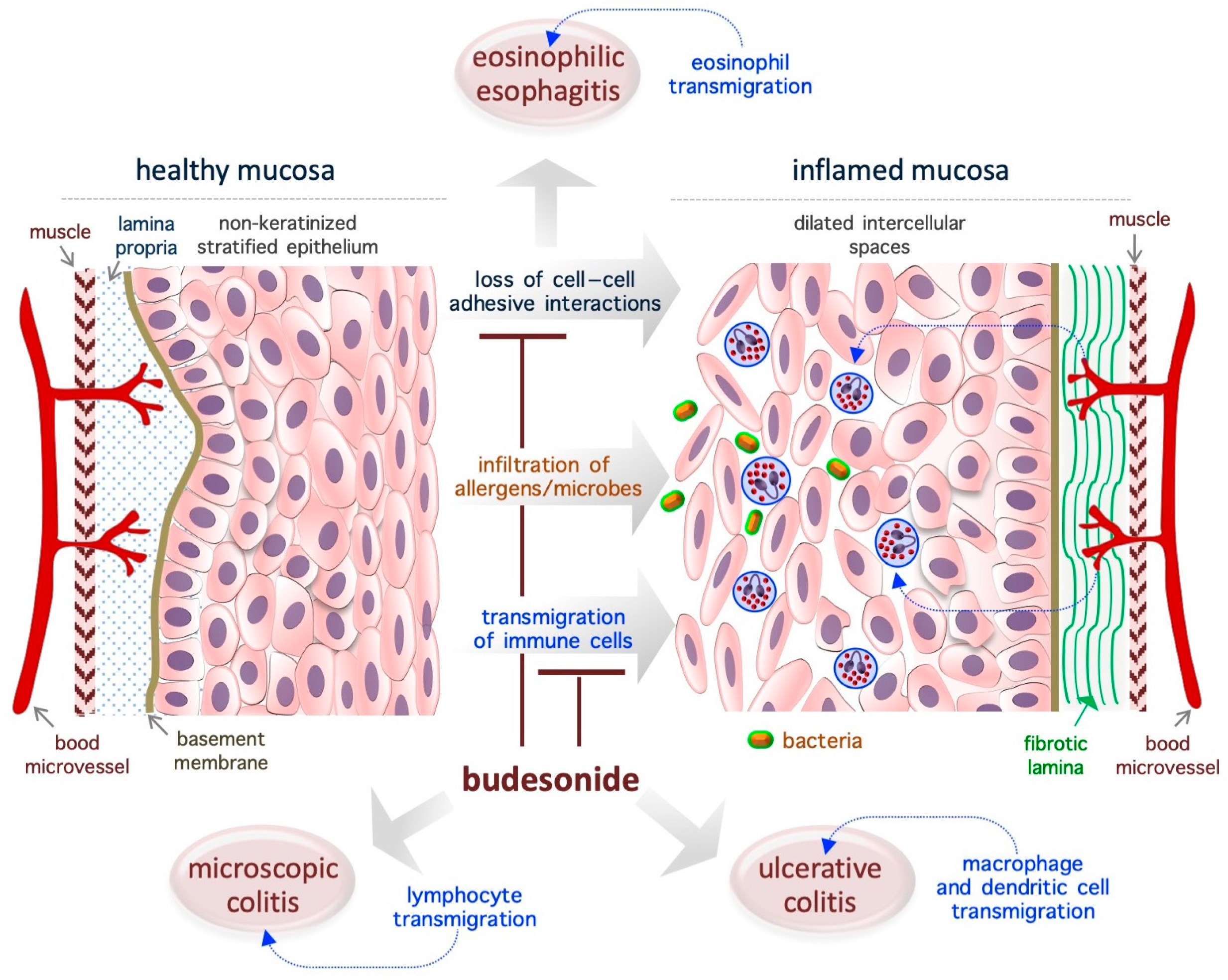 Pharmaceutics 17 00504 g002