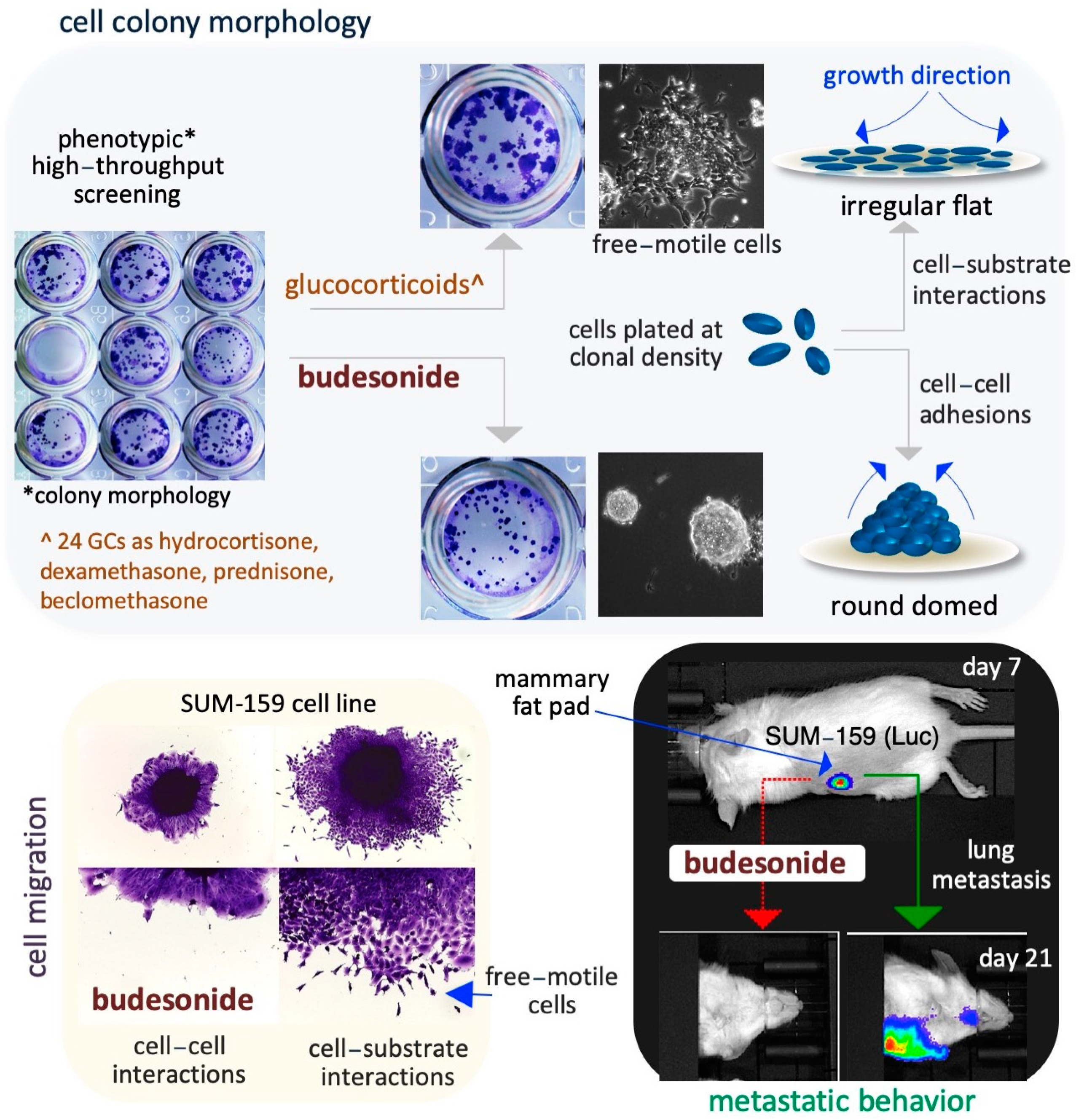 Pharmaceutics 17 00504 g003