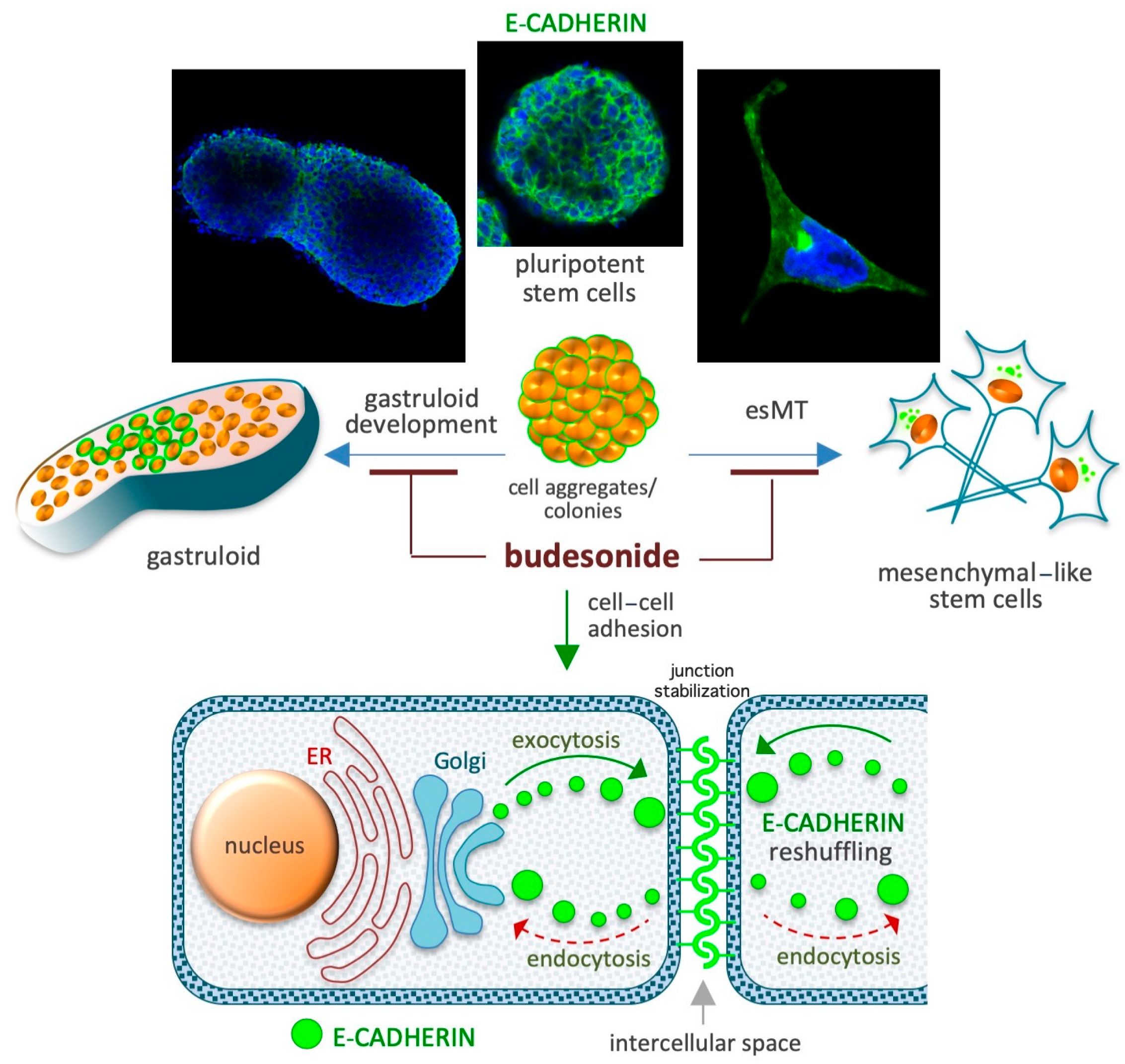 Pharmaceutics 17 00504 g004