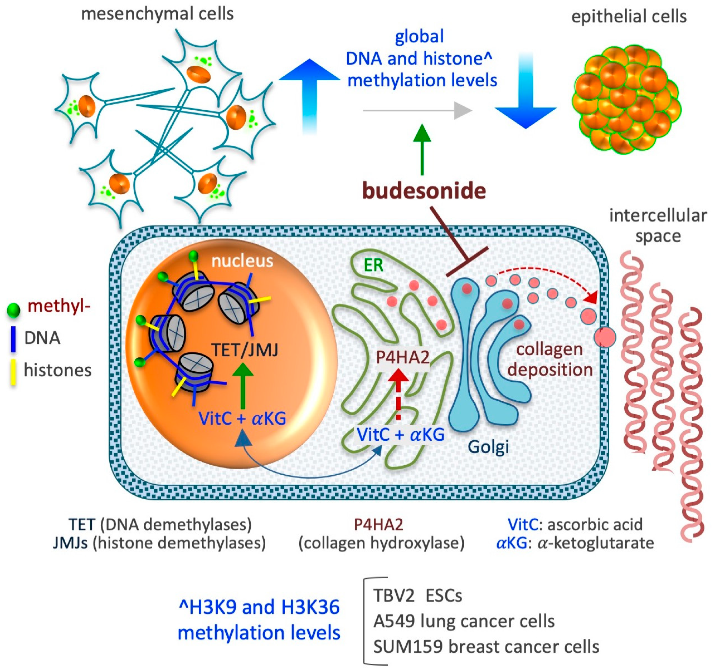 Pharmaceutics 17 00504 g005