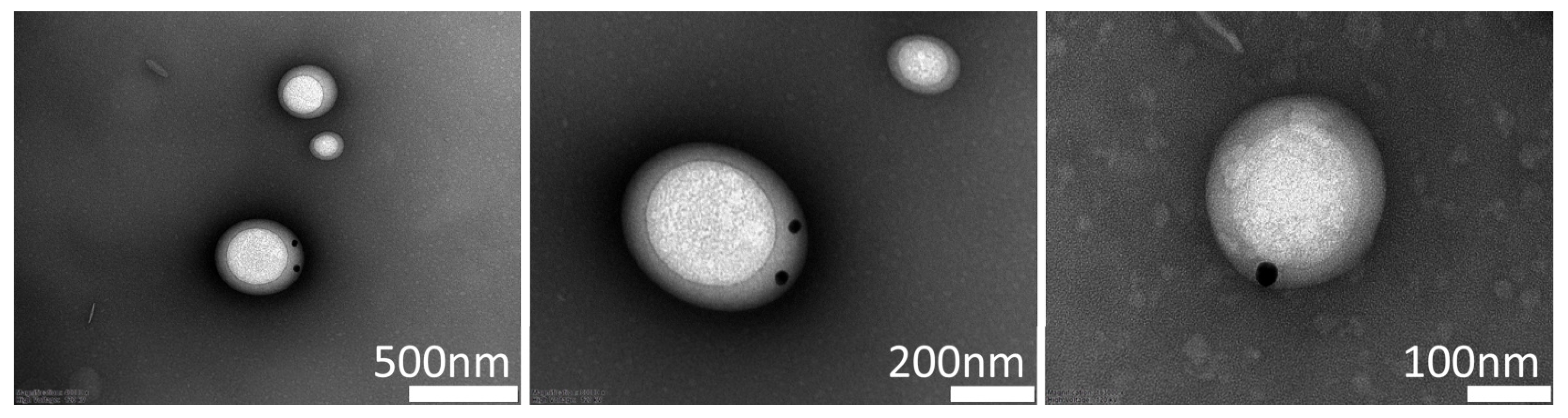 Pharmaceutics 17 00509 g004