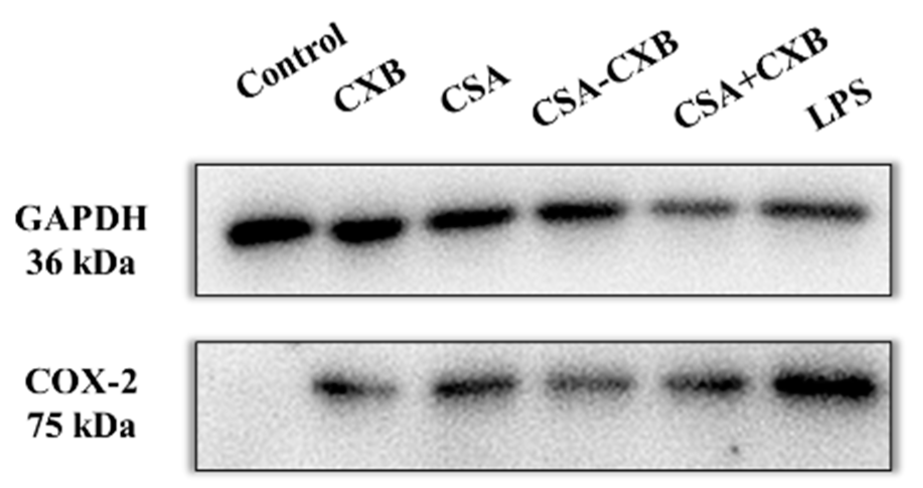 Pharmaceutics 17 00511 g006