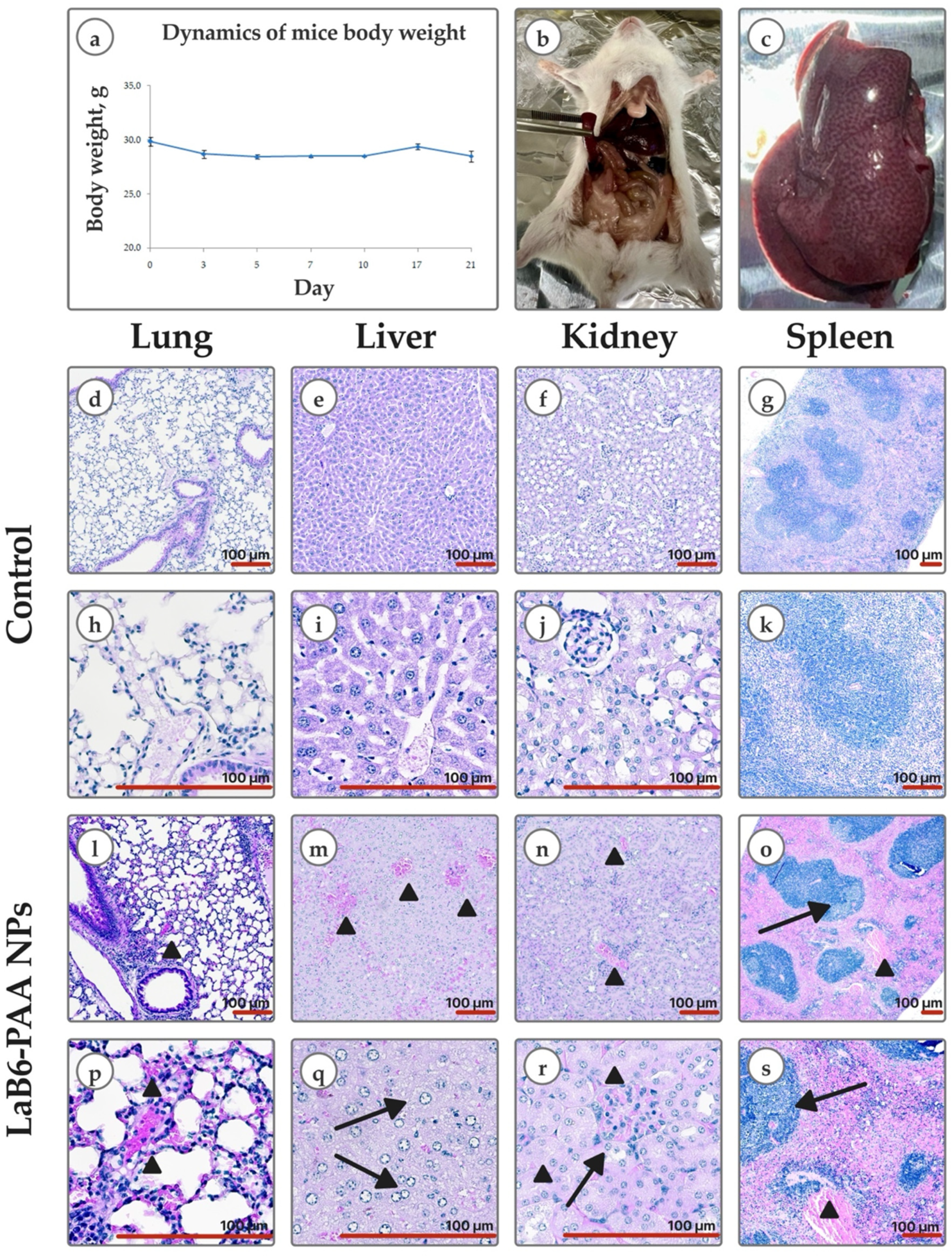 Pharmaceutics 17 00515 g006