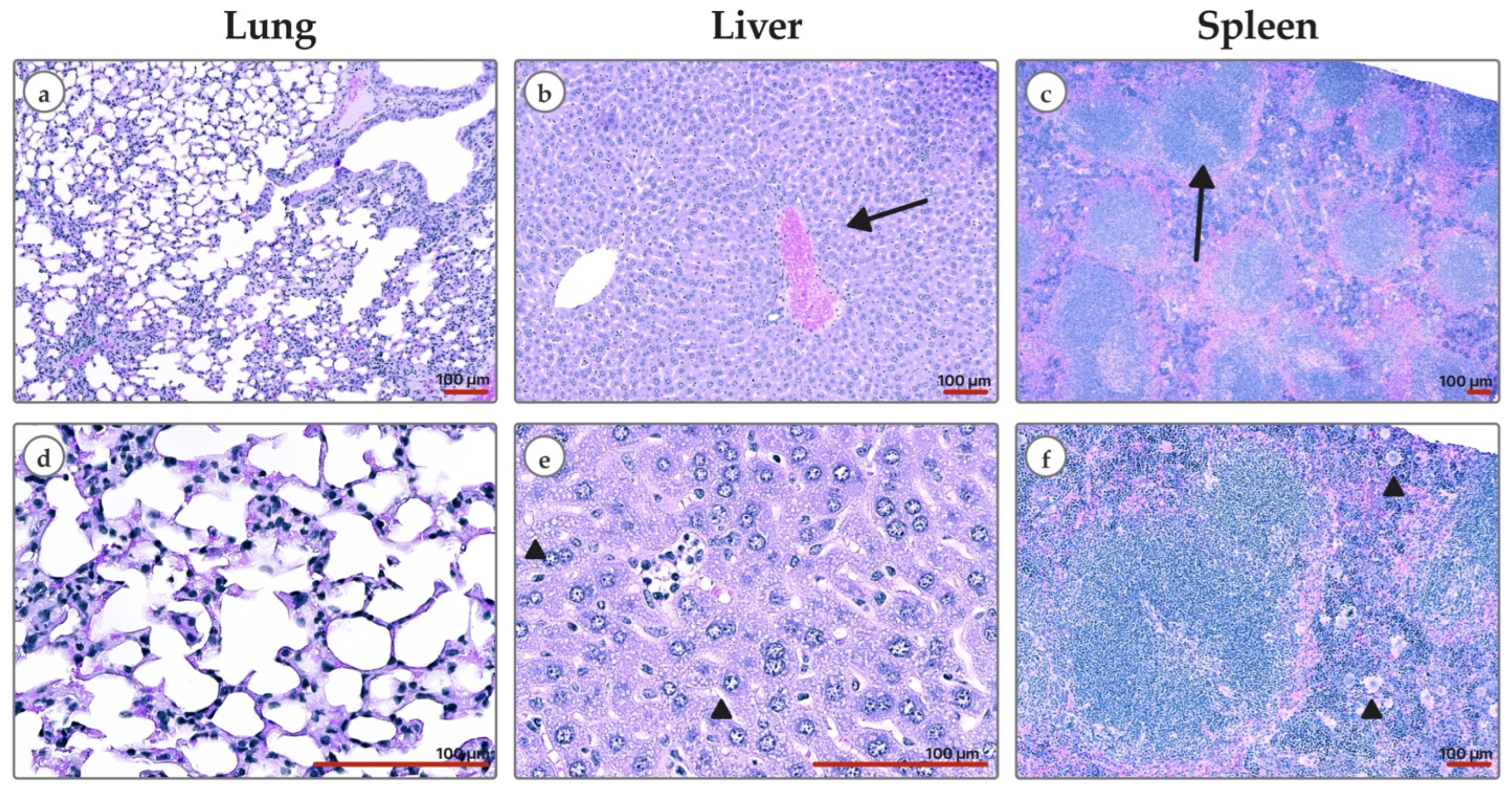 Pharmaceutics 17 00515 g007