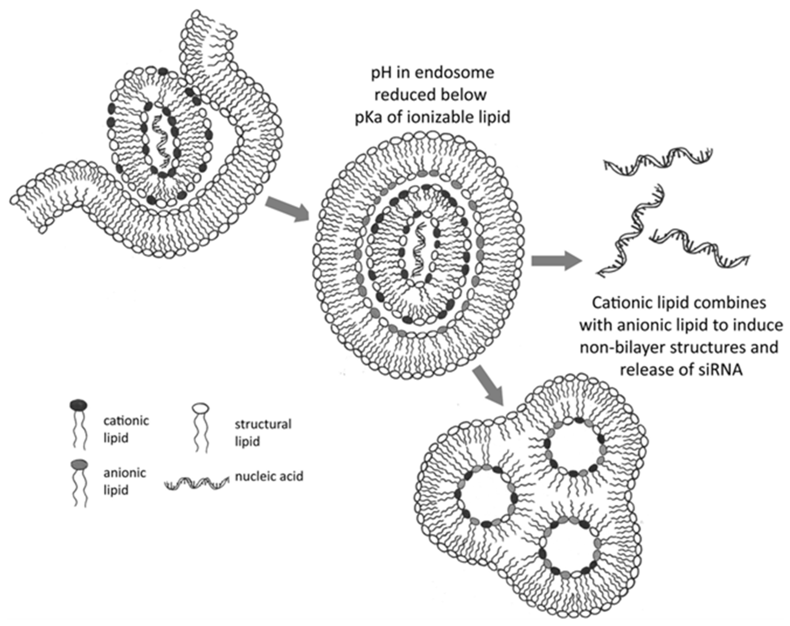 Pharmaceutics 17 00550 g003 Pharmaceutics 17 00550 g003