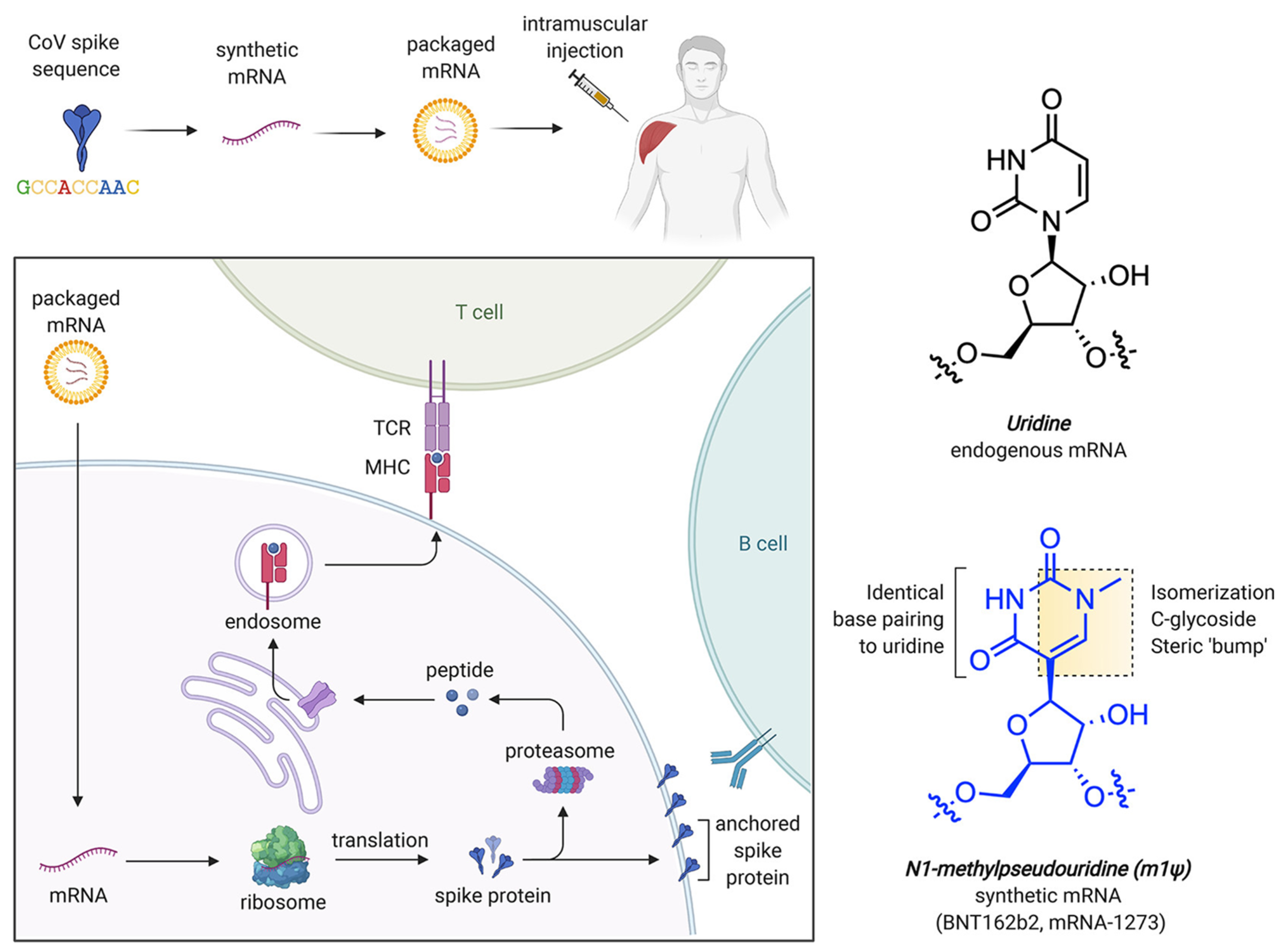 Pharmaceutics 17 00550 g006 Pharmaceutics 17 00550 g006