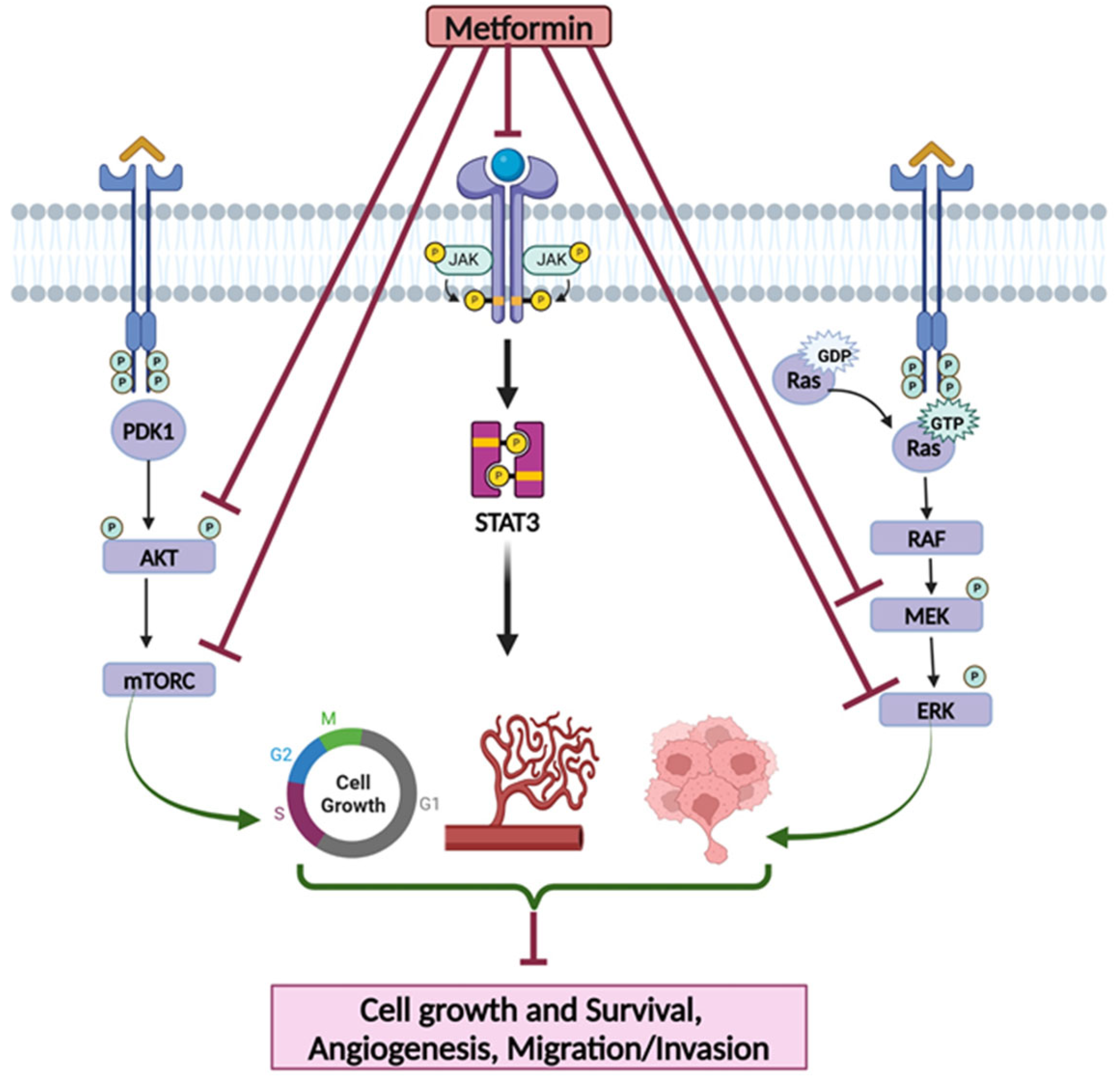 Pharmaceutics 17 00558 g001