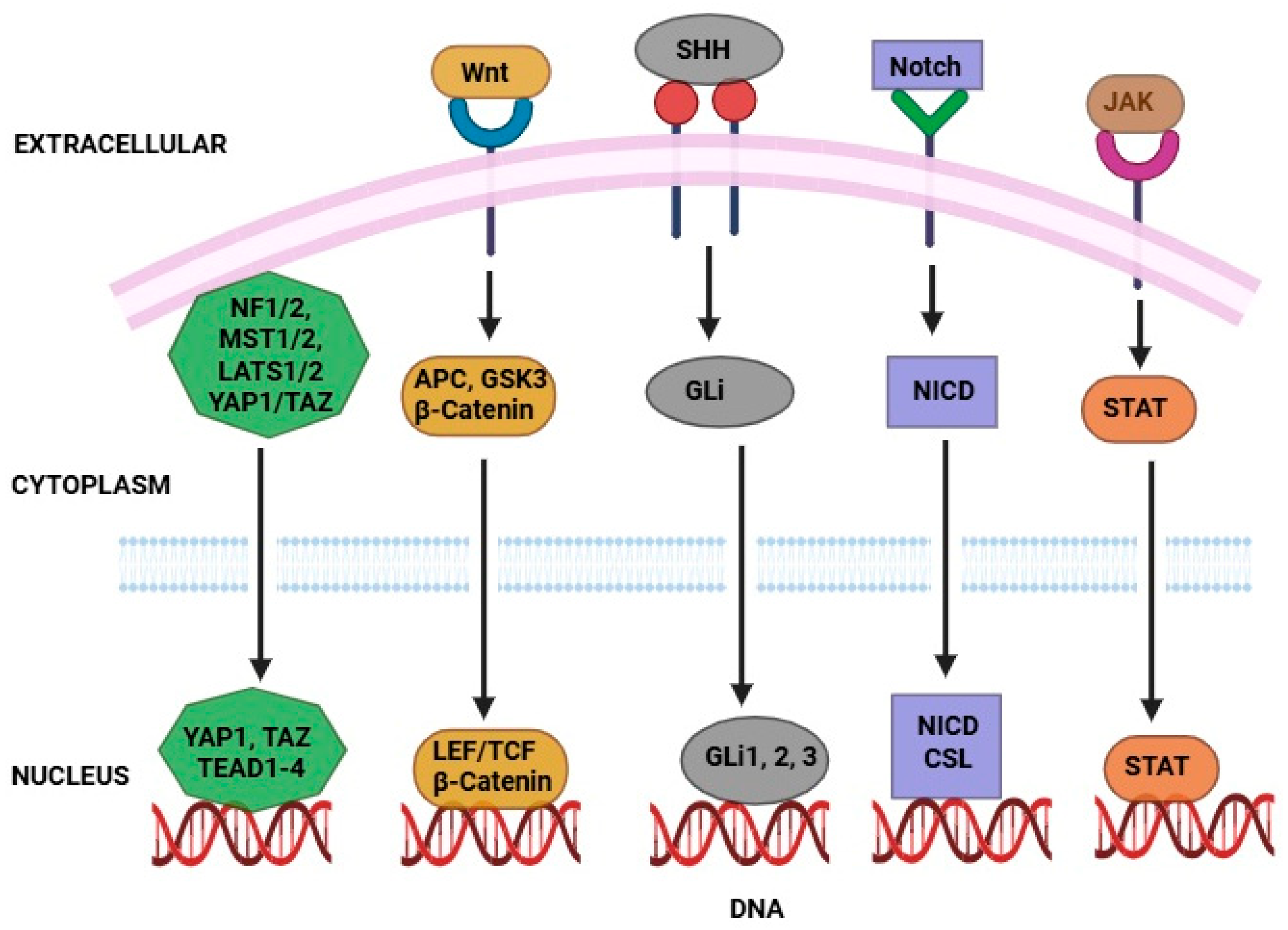 Pharmaceutics 17 00559 g003 Pharmaceutics 17 00559 g003