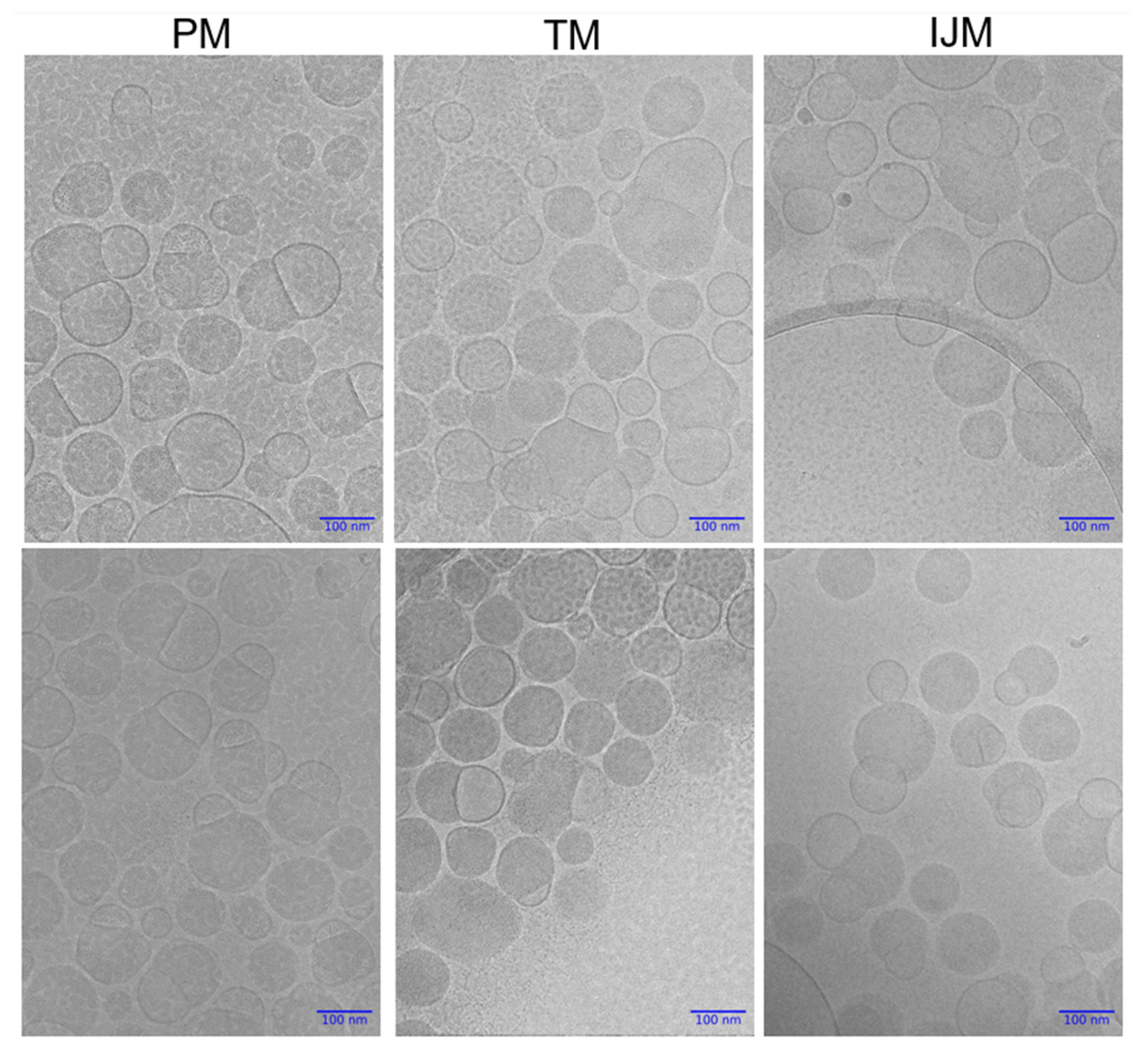 Pharmaceutics 17 00566 g008