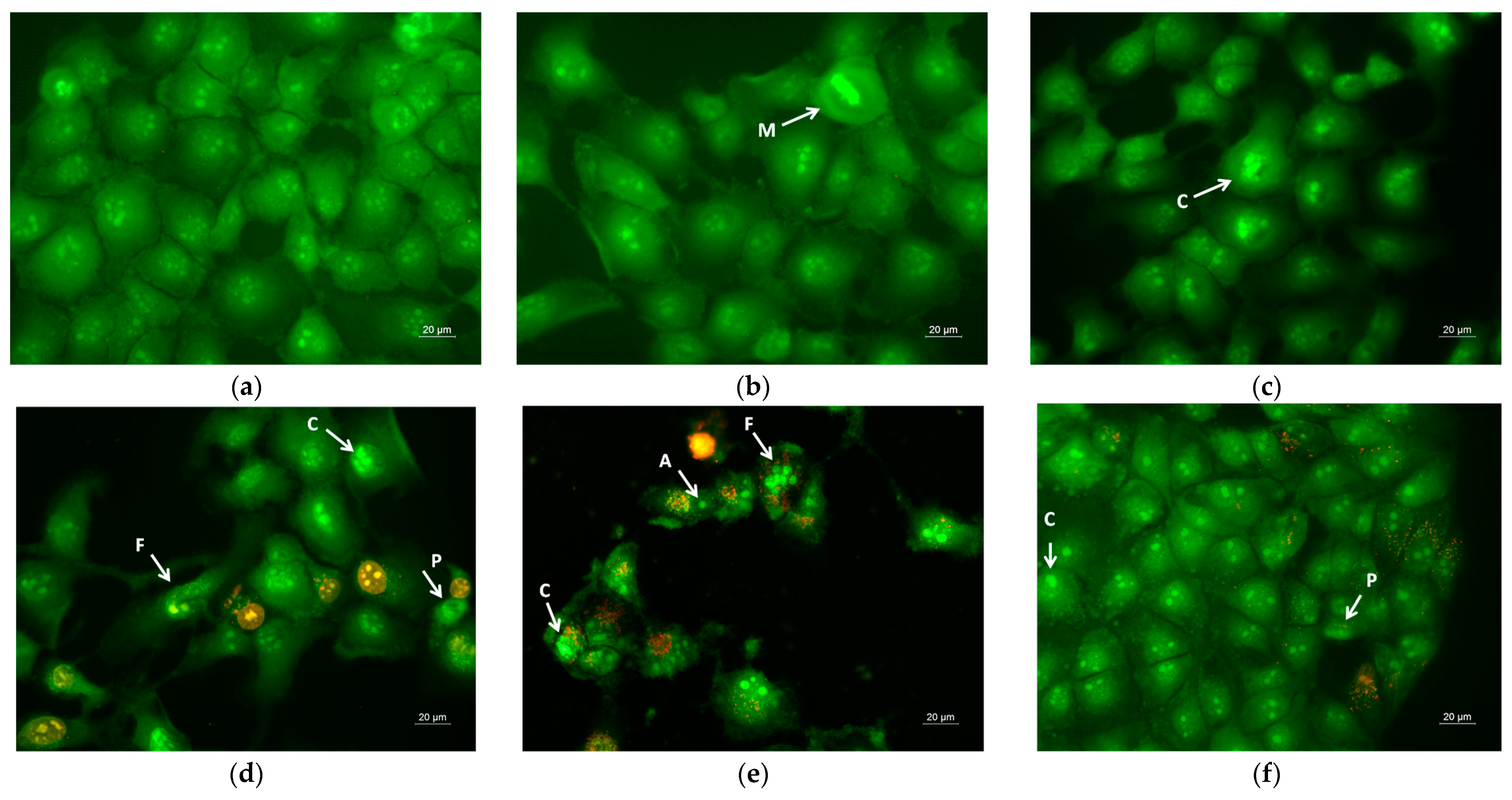 Pharmaceutics 17 00577 g007