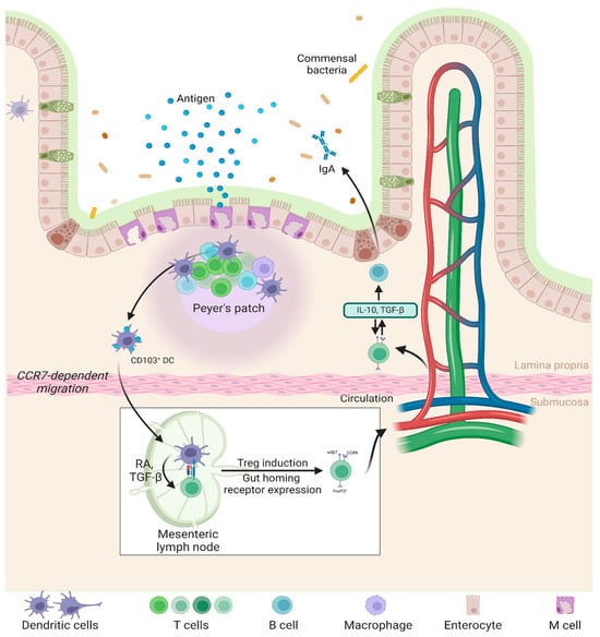 Pharmaceutics 17 00609 g003