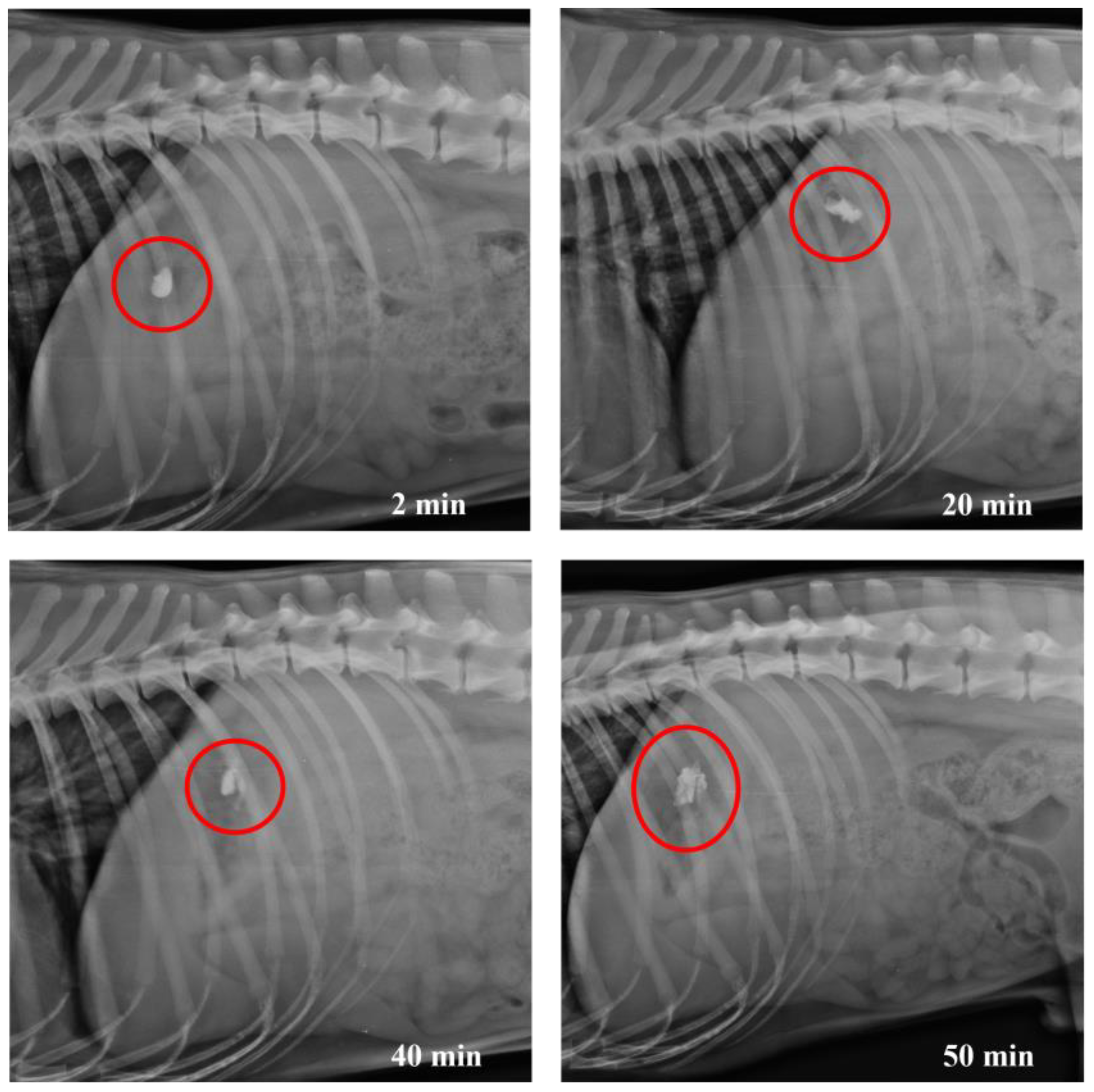 Pharmaceutics 17 00613 g013