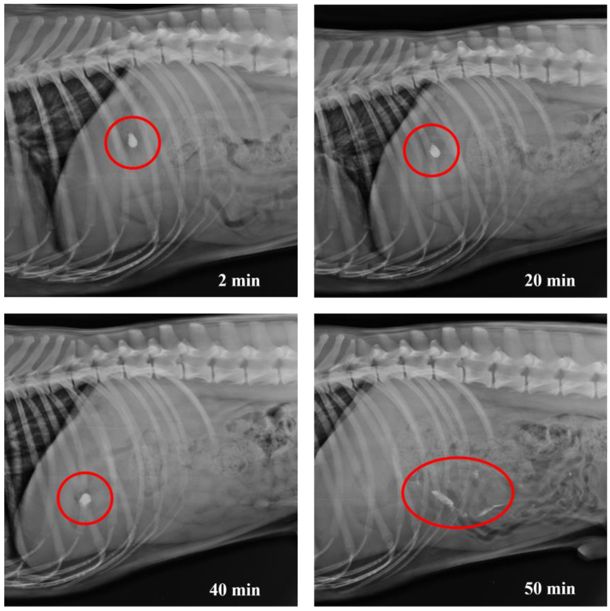 Pharmaceutics 17 00613 g014